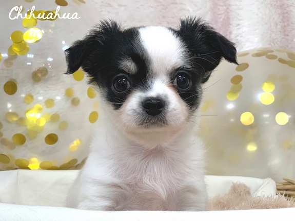 ★牛柄チワワくん登場！★