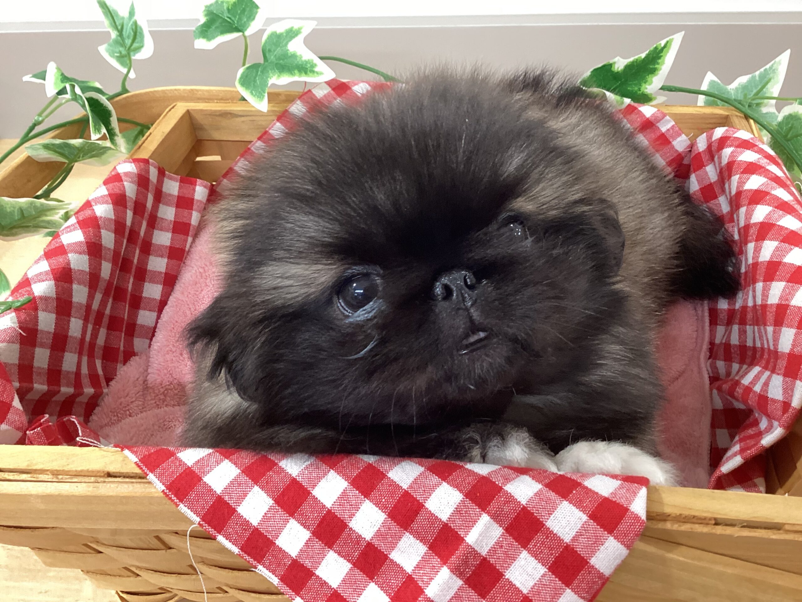 ✨🐶NEW FACE🐱✨