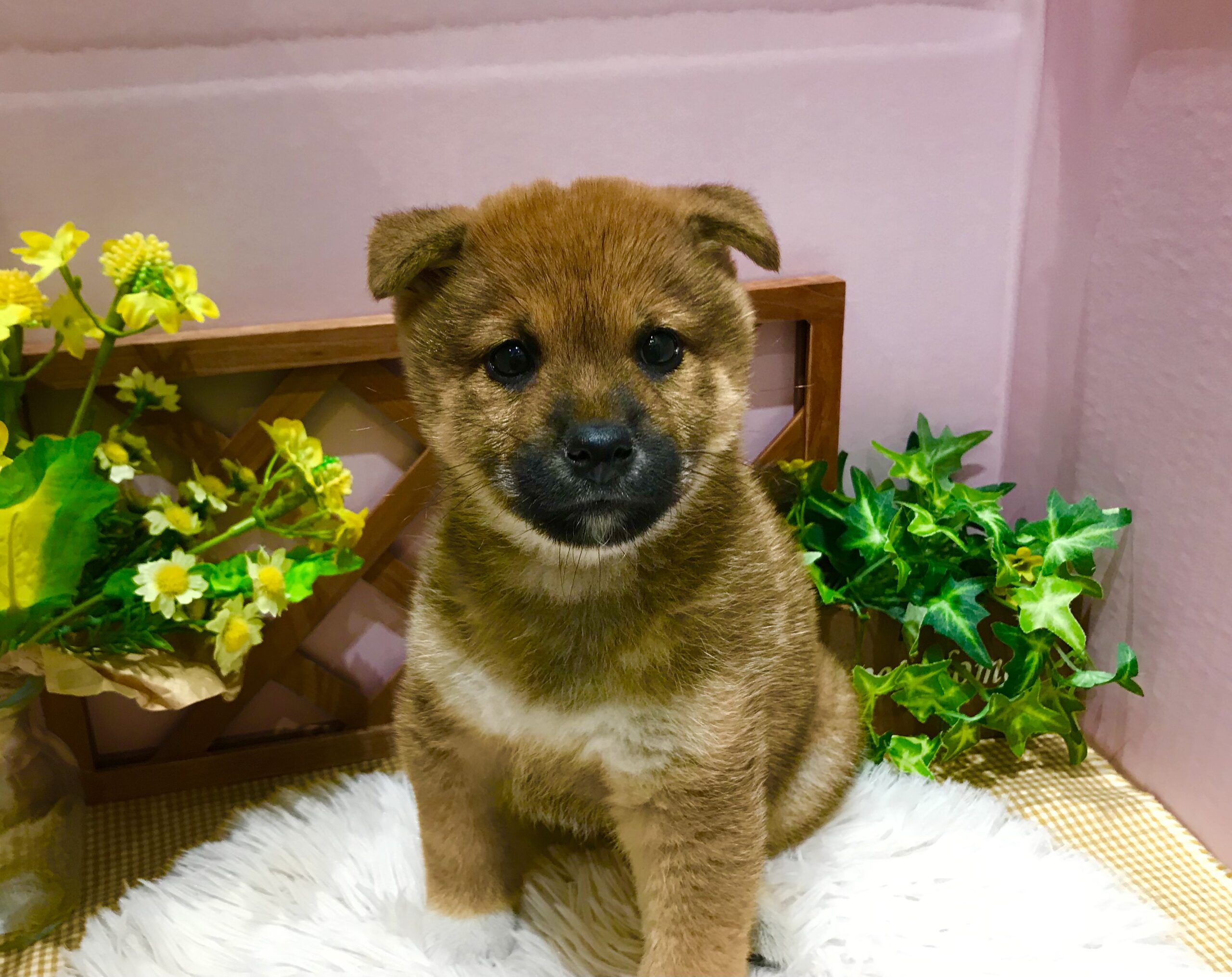 ✨🐶NEW FACE🐱✨