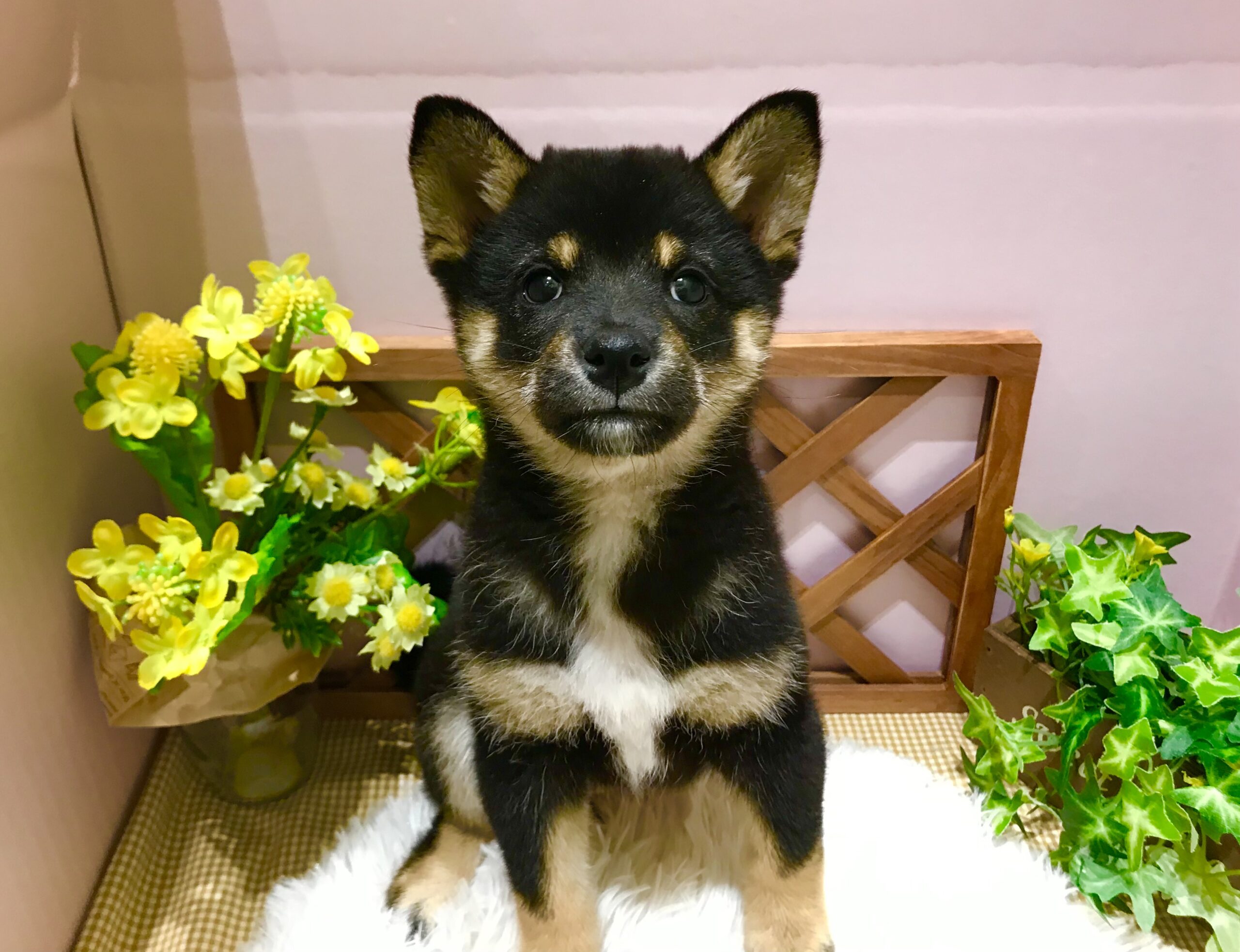 ✨🐶おすすめ犬バトンタッチ🐱✨