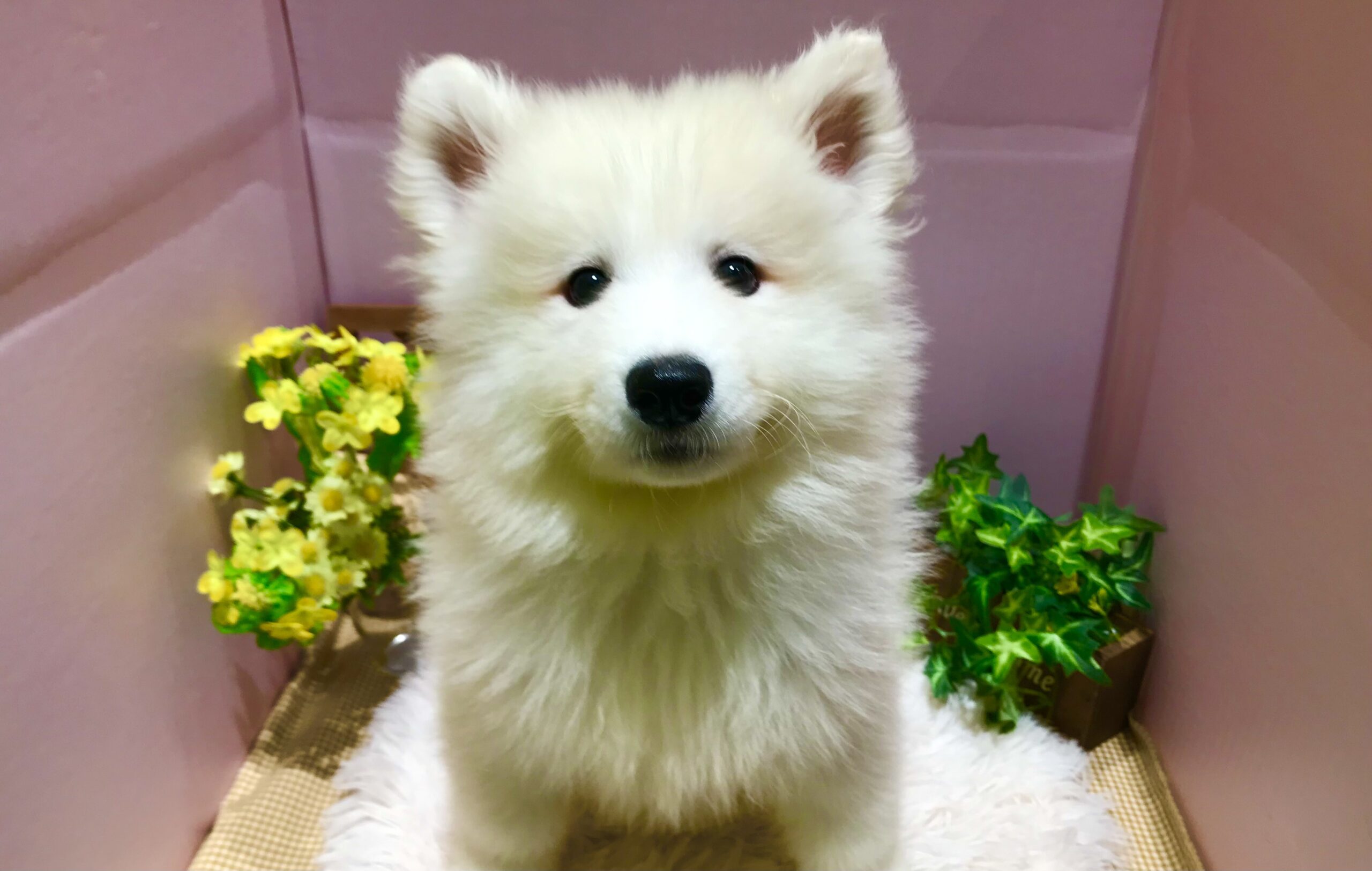 ✨🐶NEW　FACE🐱✨