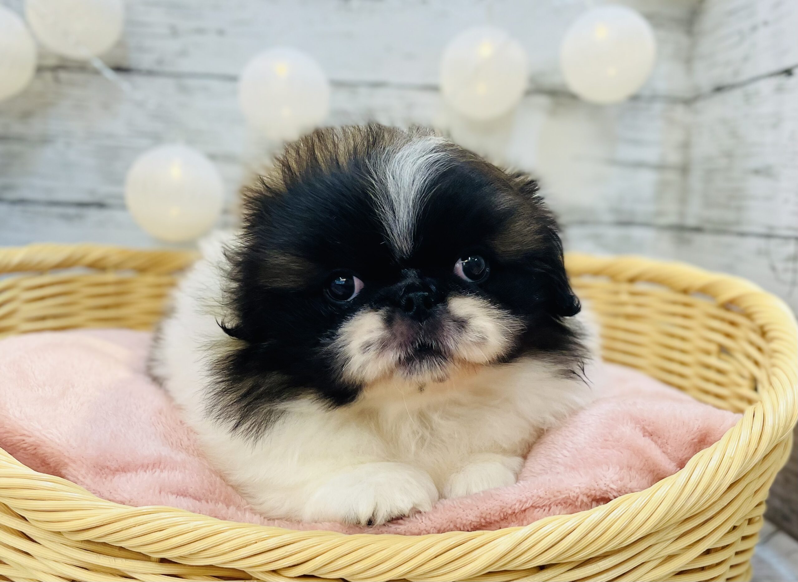 ★NEWおすすめ犬★