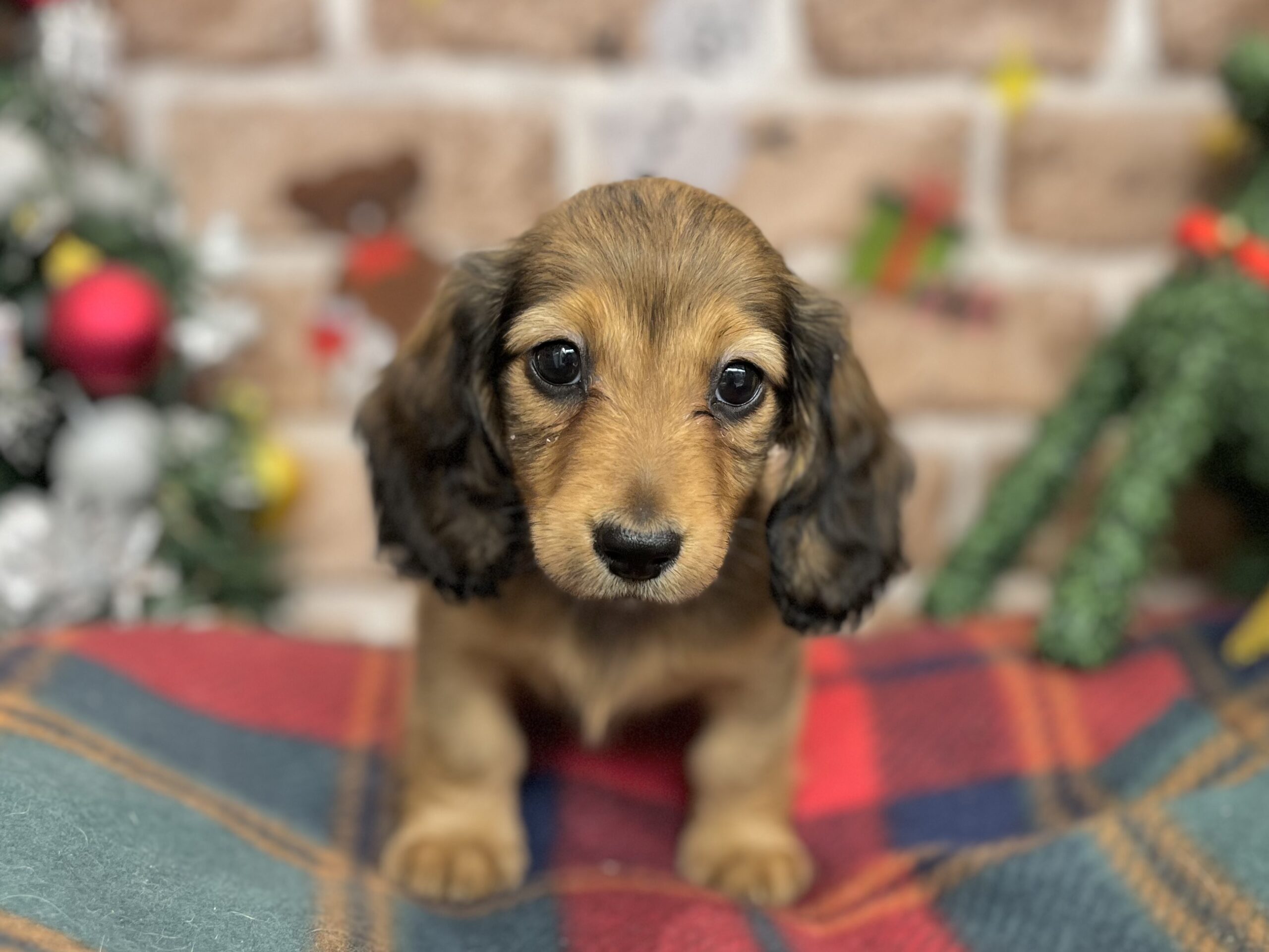 🐾NEW おすすめ犬🐾