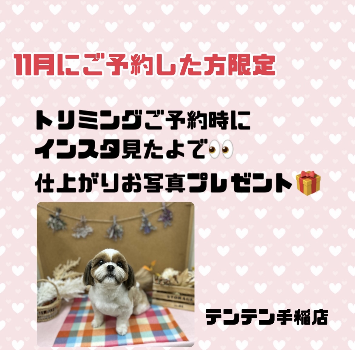 ☆手稲店トリミング空き状況のお知らせ☆