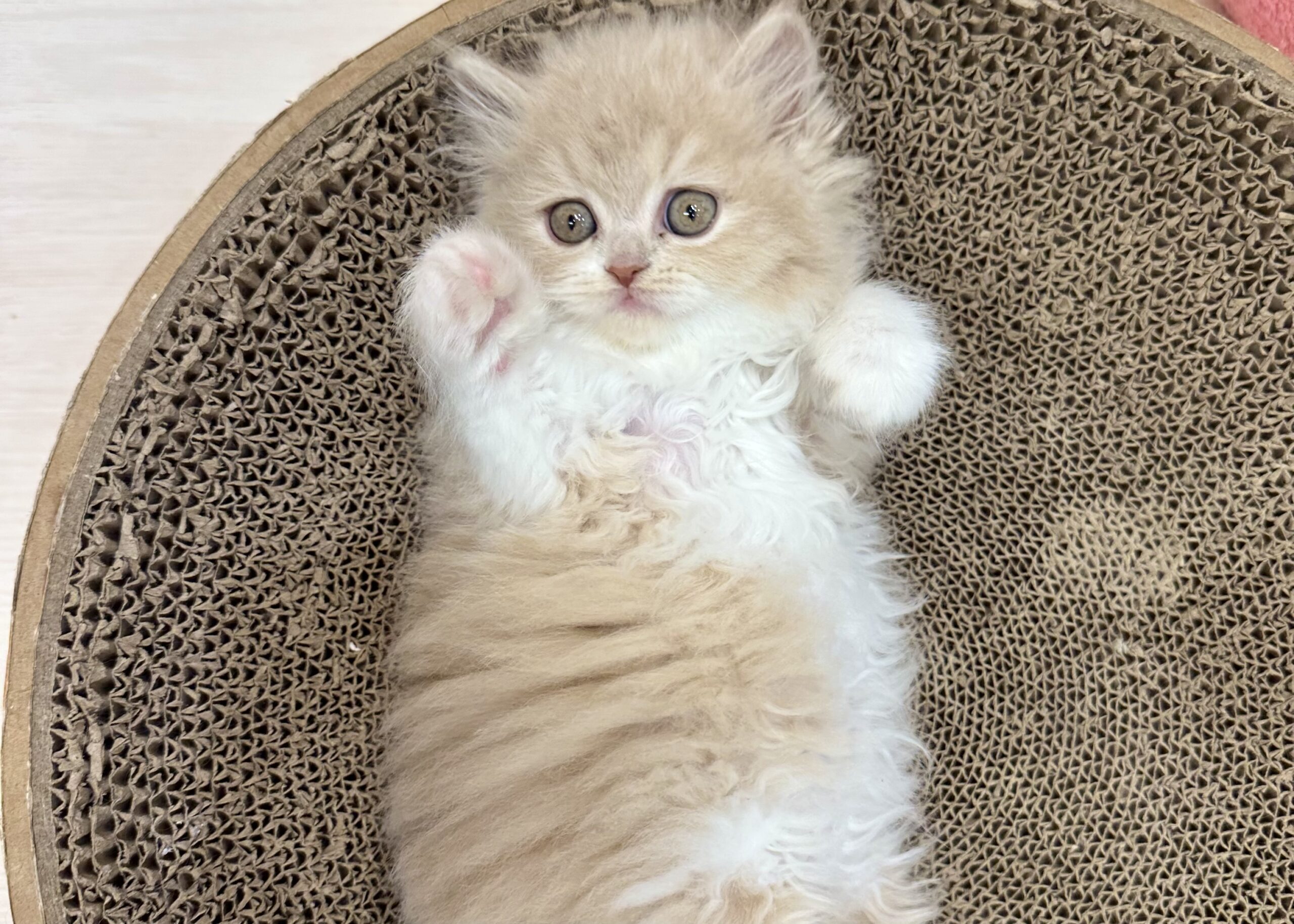 🐾⛄️NEW FACE⛄️🐾