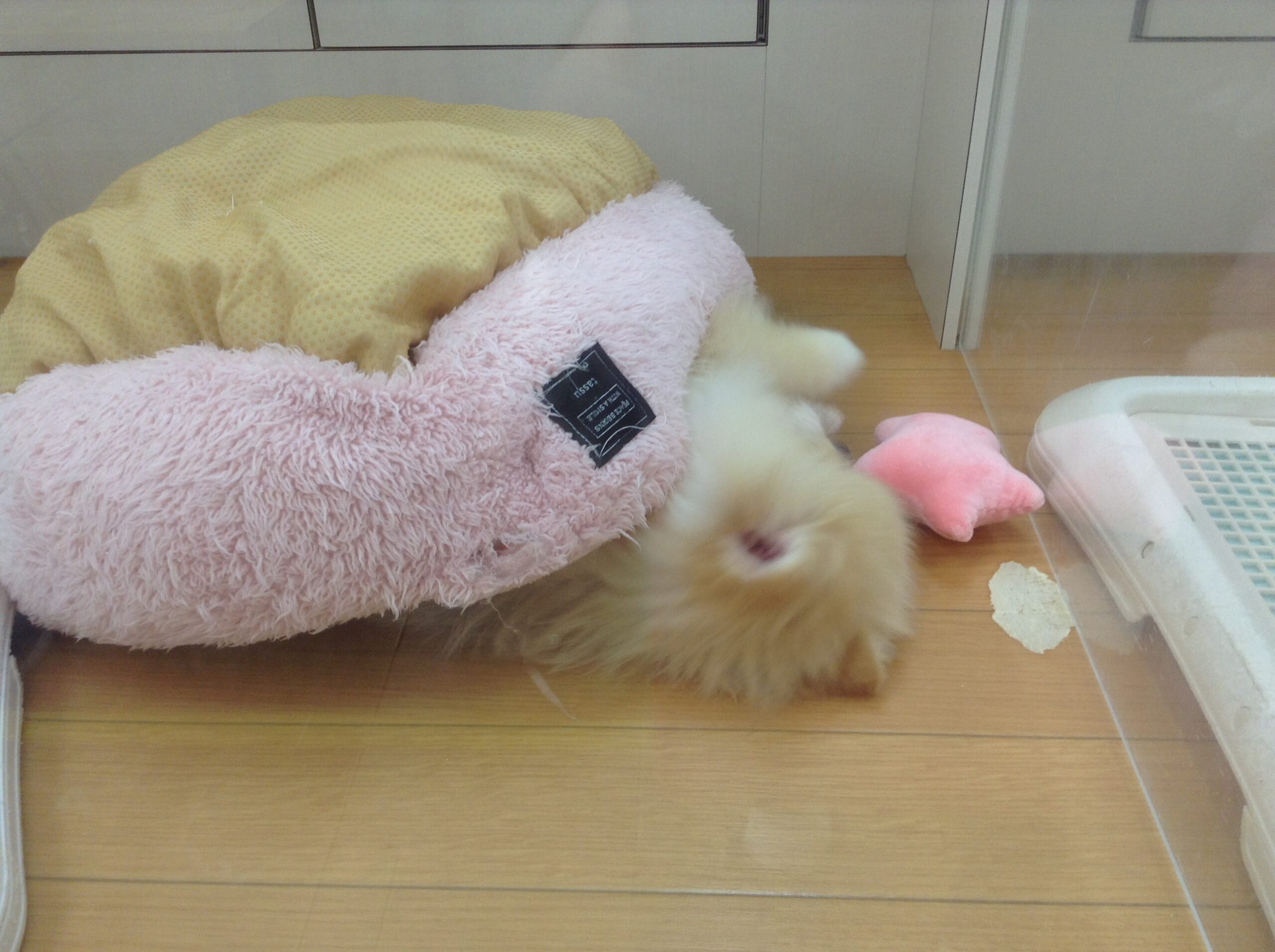 ☆ポンちゃんの秘密基地☆