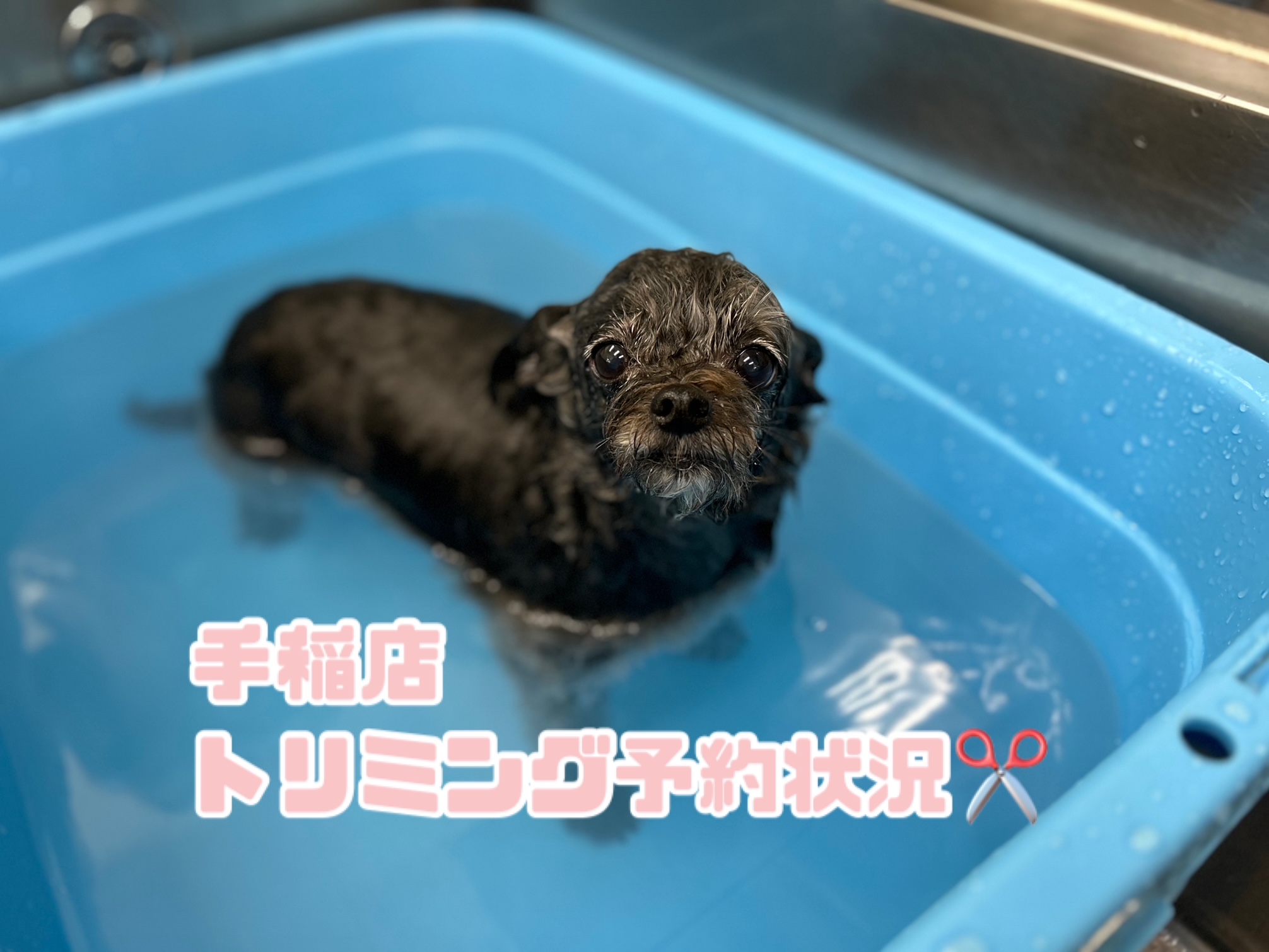 ☆手稲店トリミングご予約状況☆