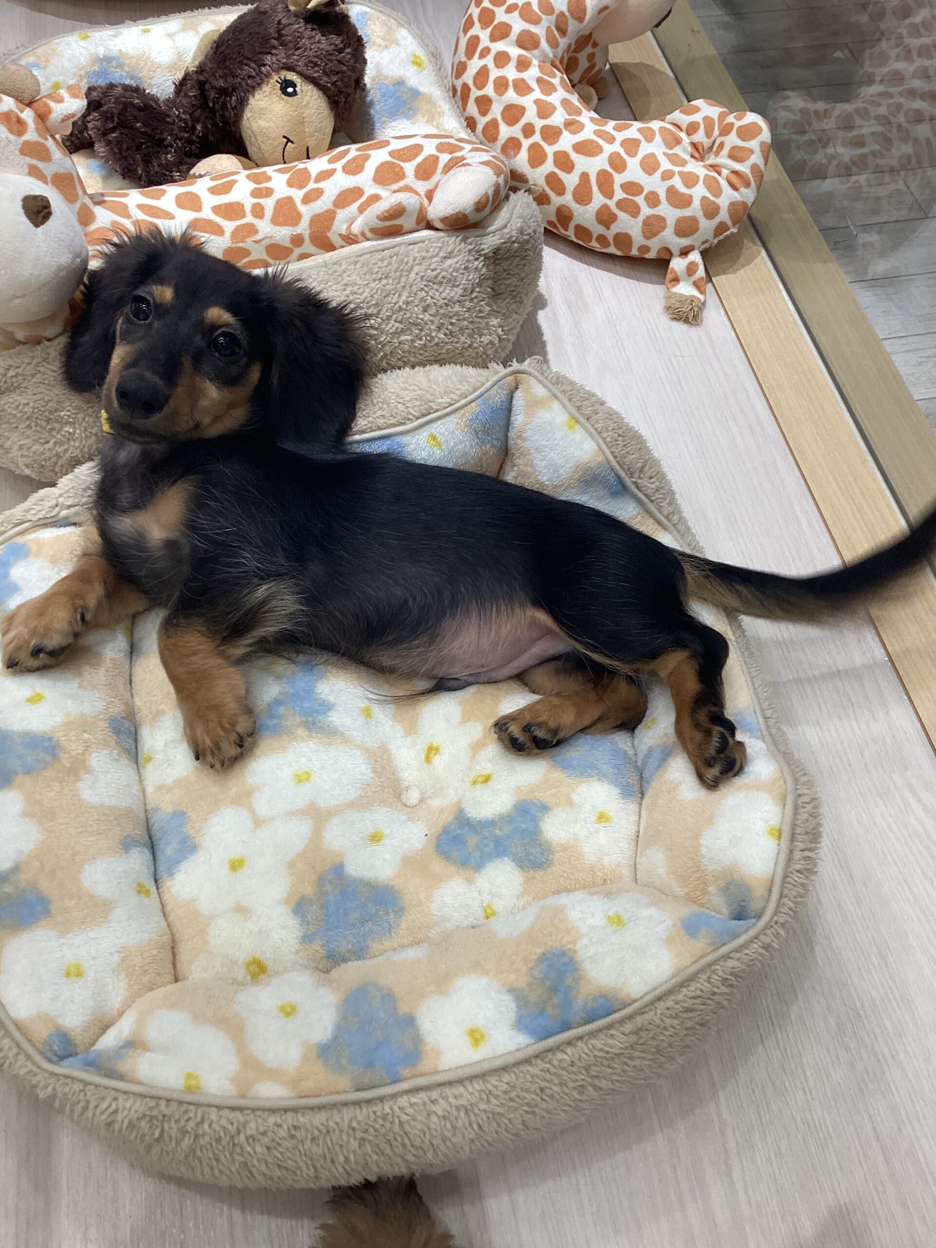 ✨おすすめ犬バトンタッチ✨