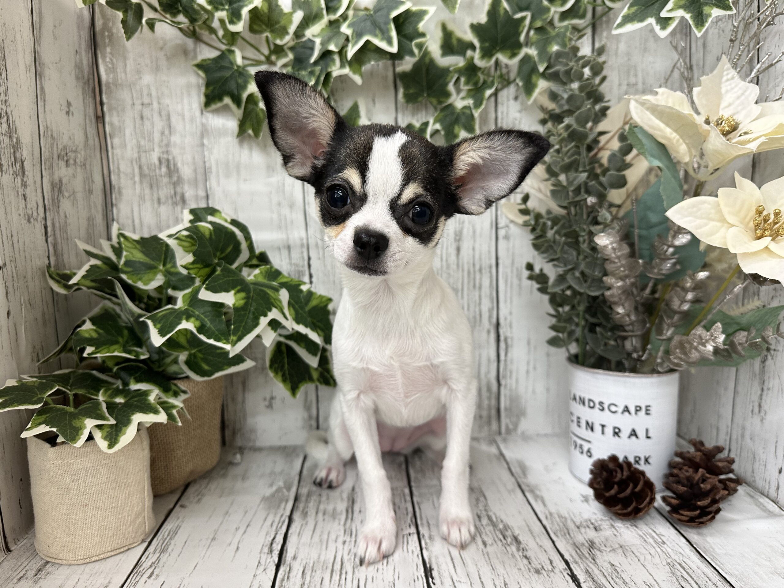 わんちゃん・ねこちゃん紹介♪