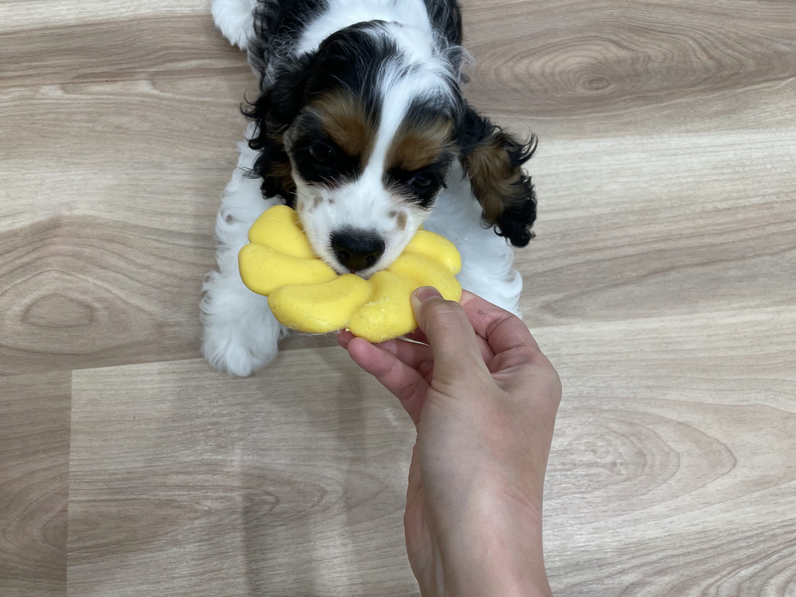 元気いっぱいコッカーちゃん