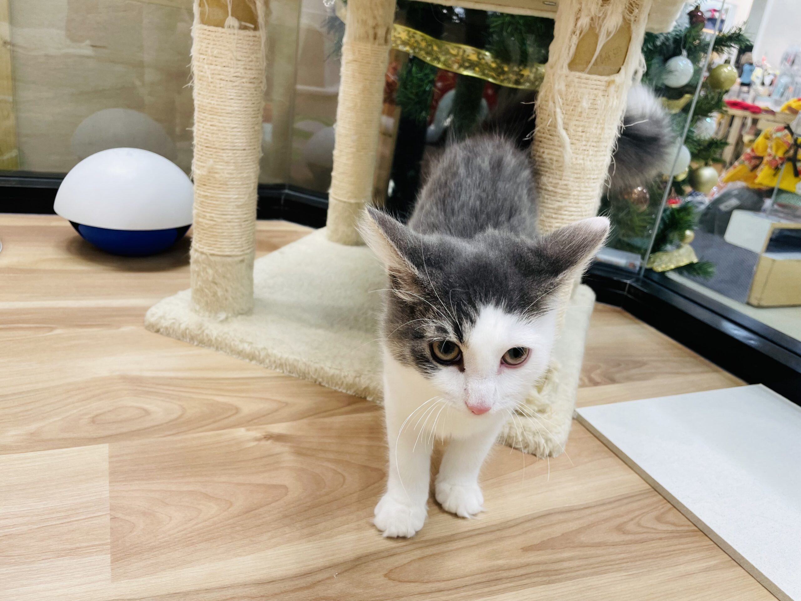 甘えん坊のノルくん