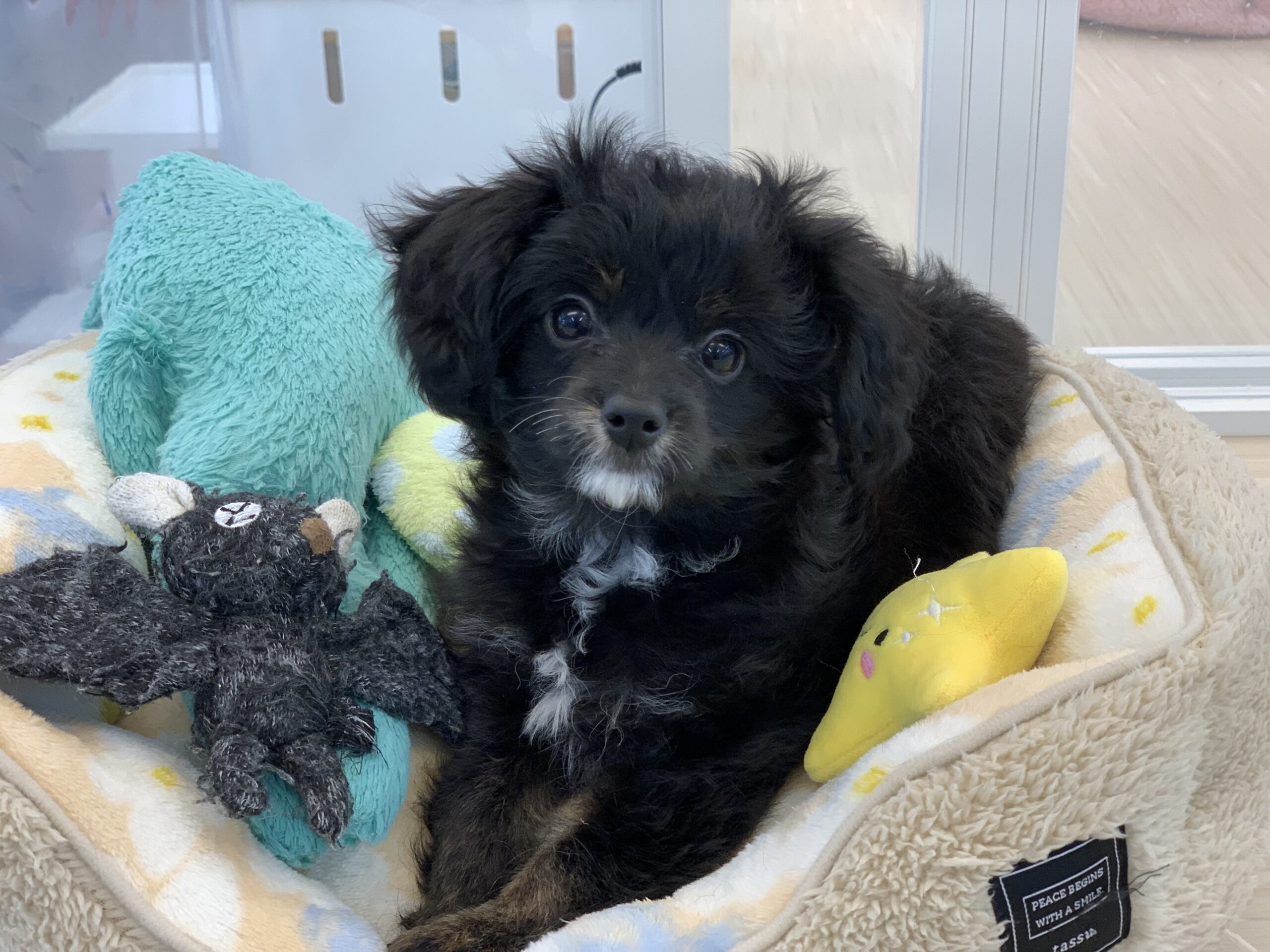 おすすめ犬バトンタッチ☆彡