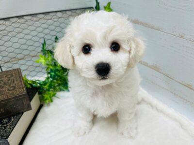 お家が決まりました🏠