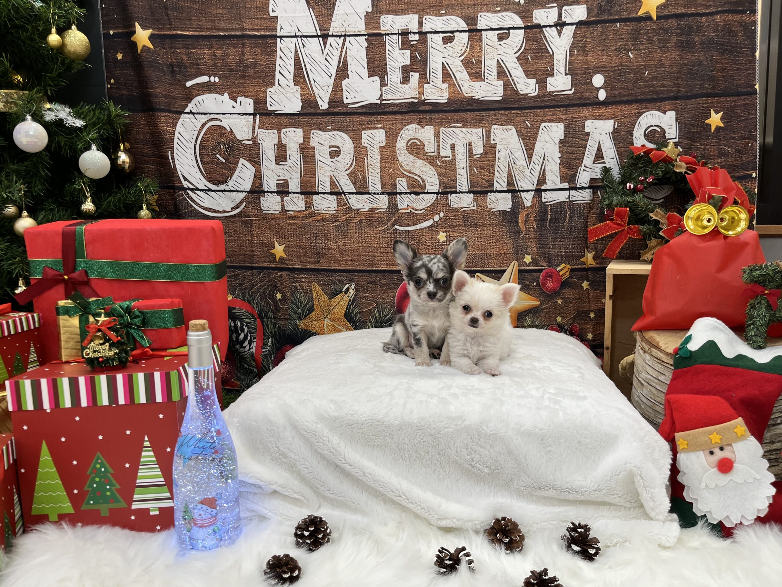 ブルーマールちゃん💕