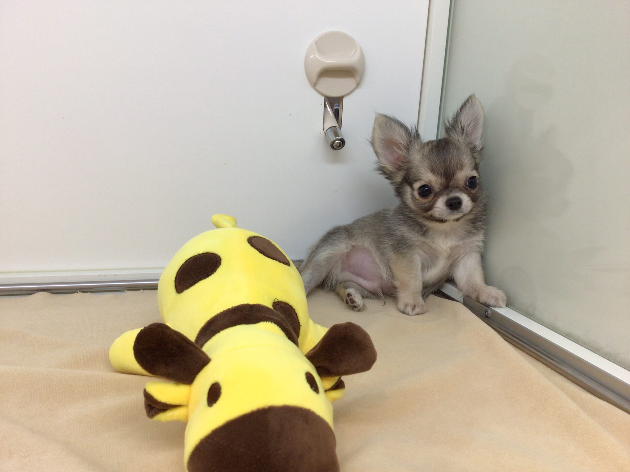 ♡♡ちーたん♡♡