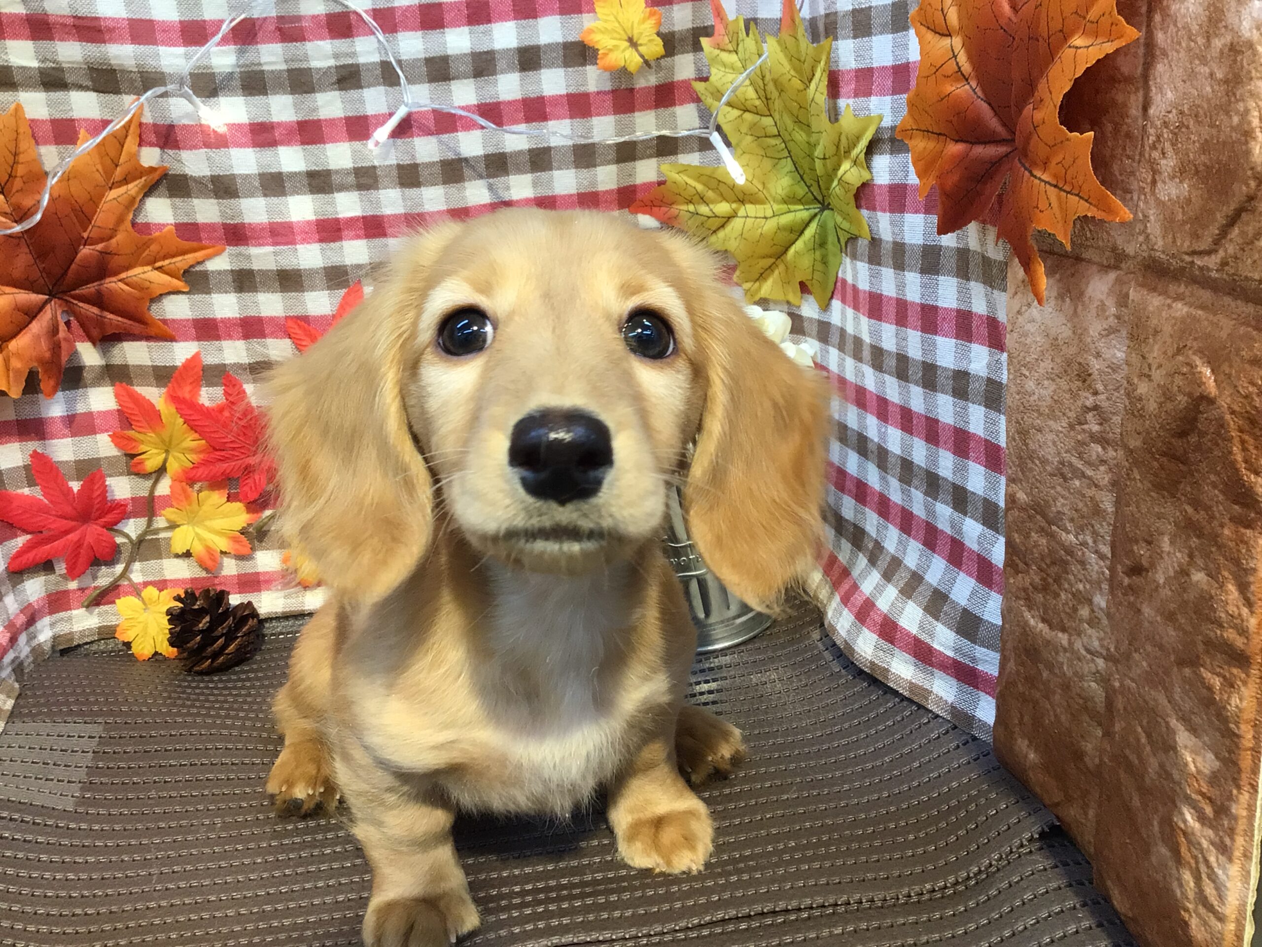 ☆☆だっちゃん卒業☆☆