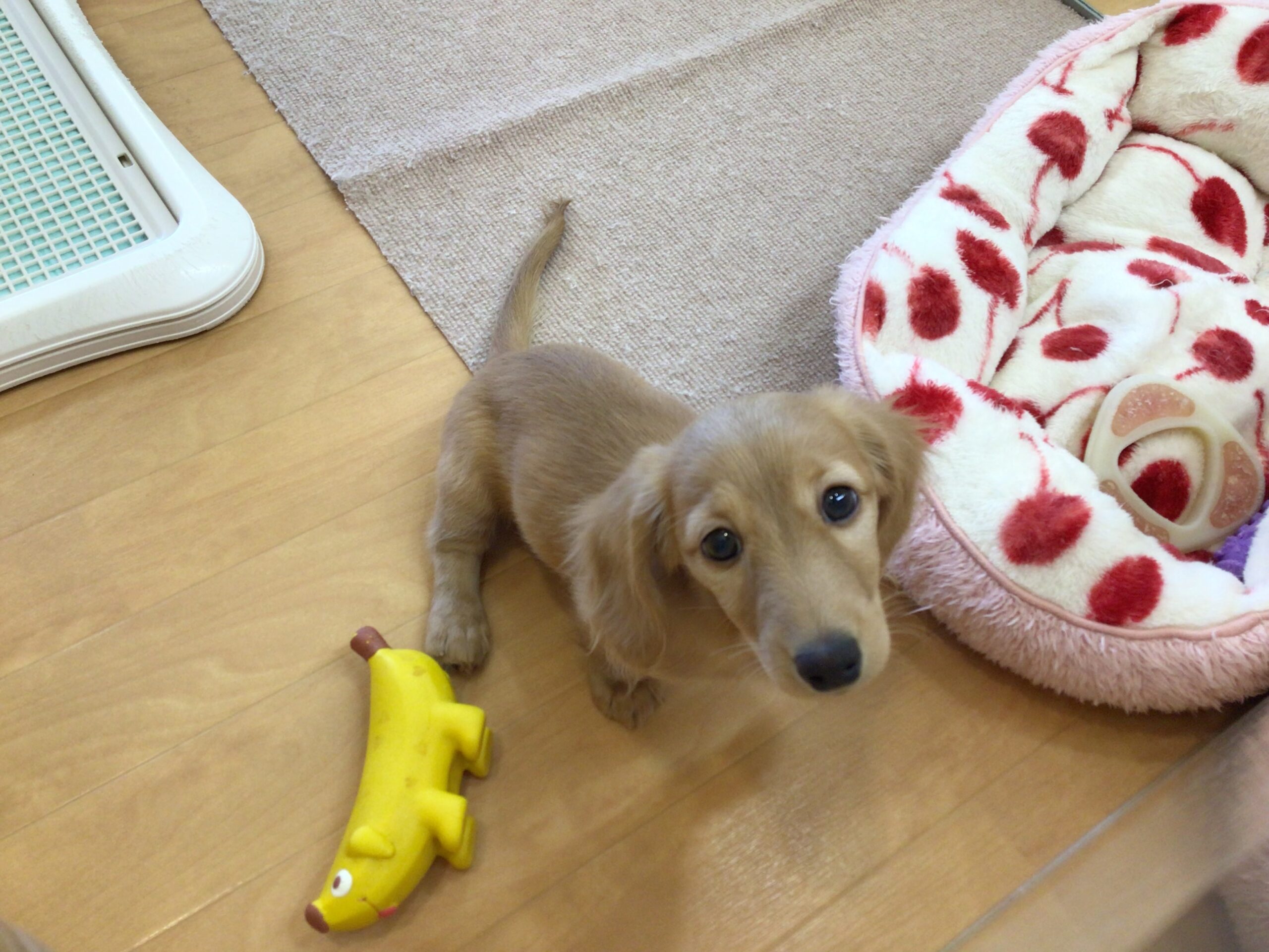 ☆☆だっちゃんとガム☆☆