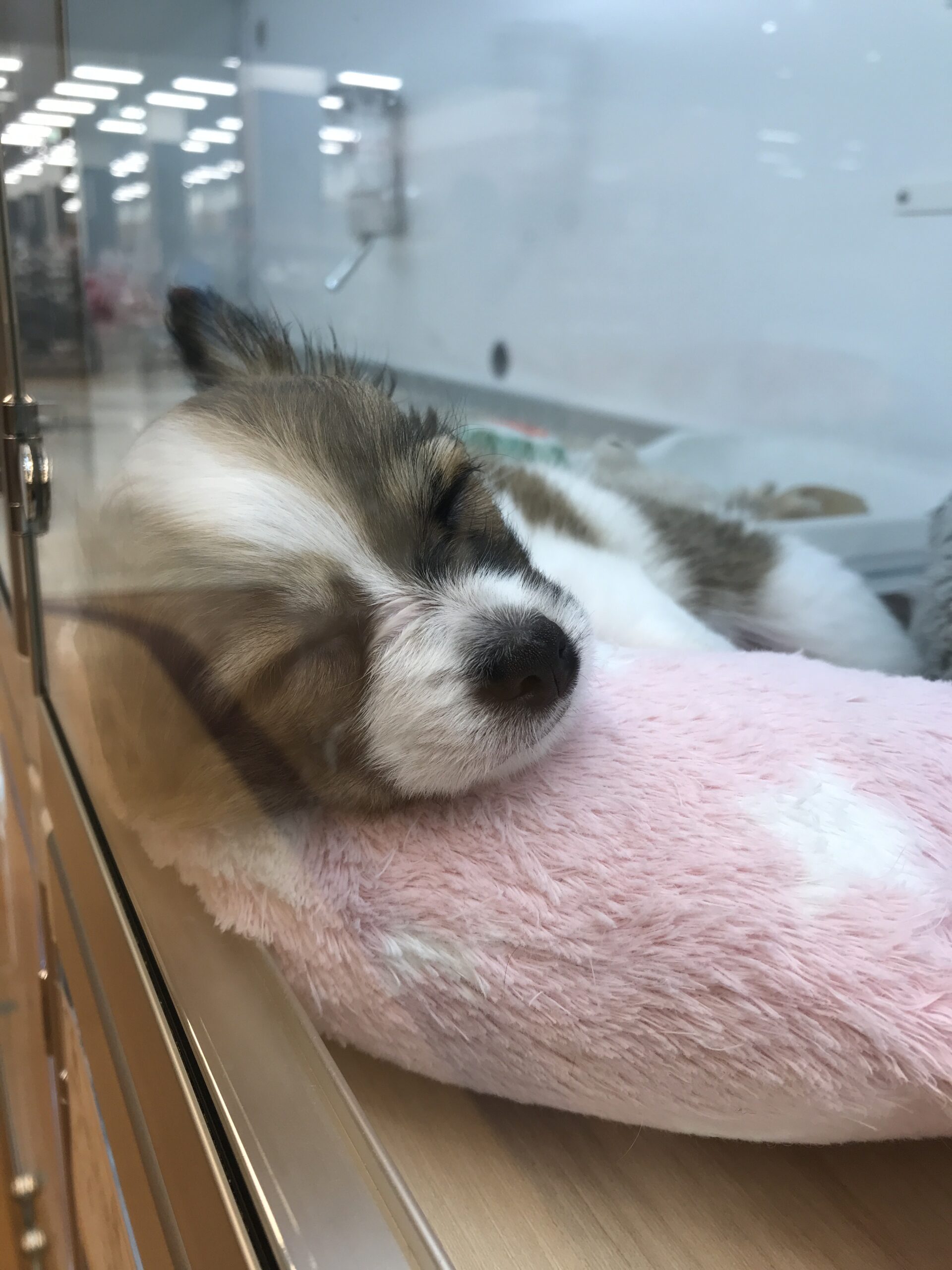 ☆MIX当てクイズ👏☆