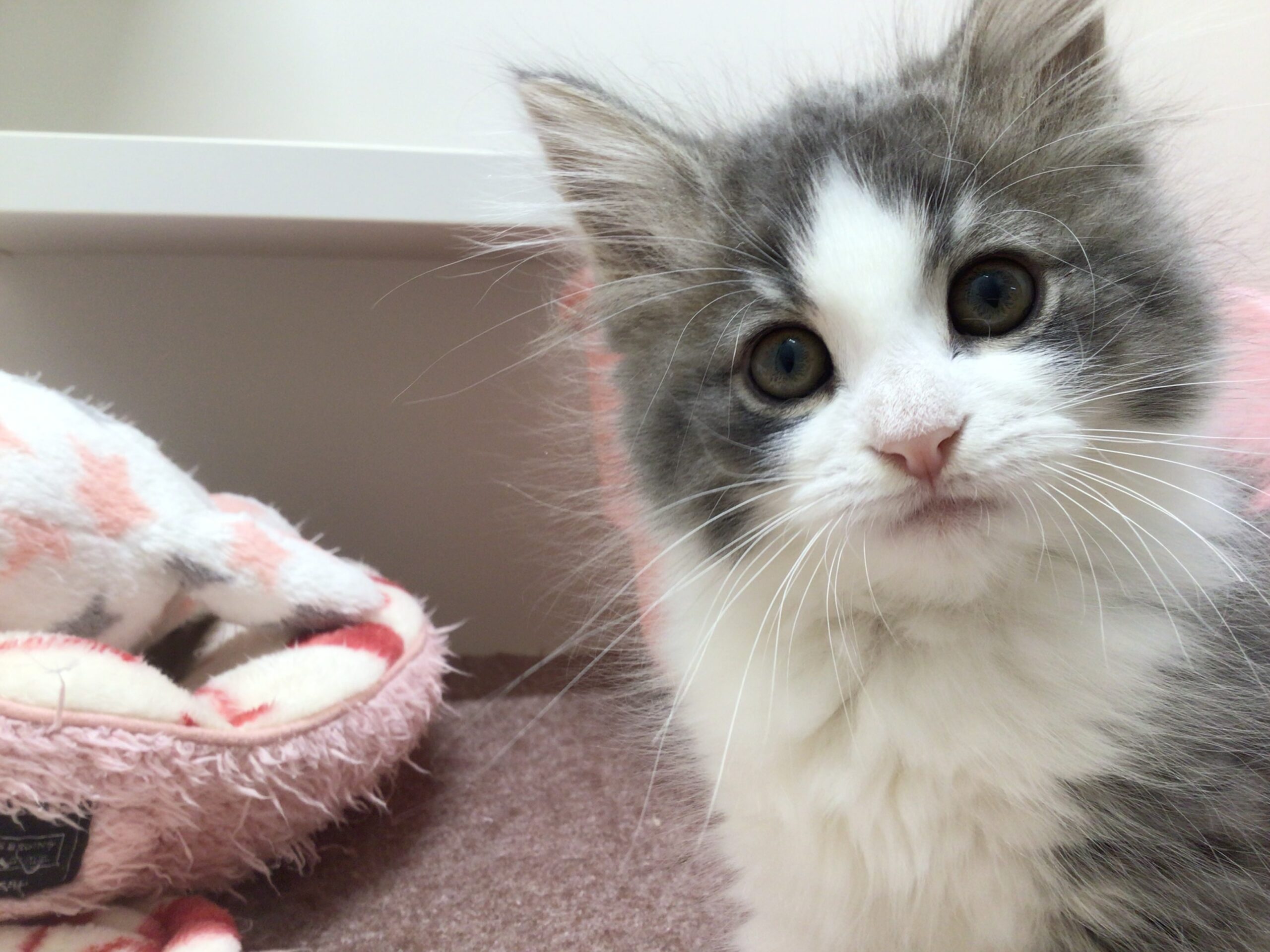 ♡♡にゃんこ紹介♡♡