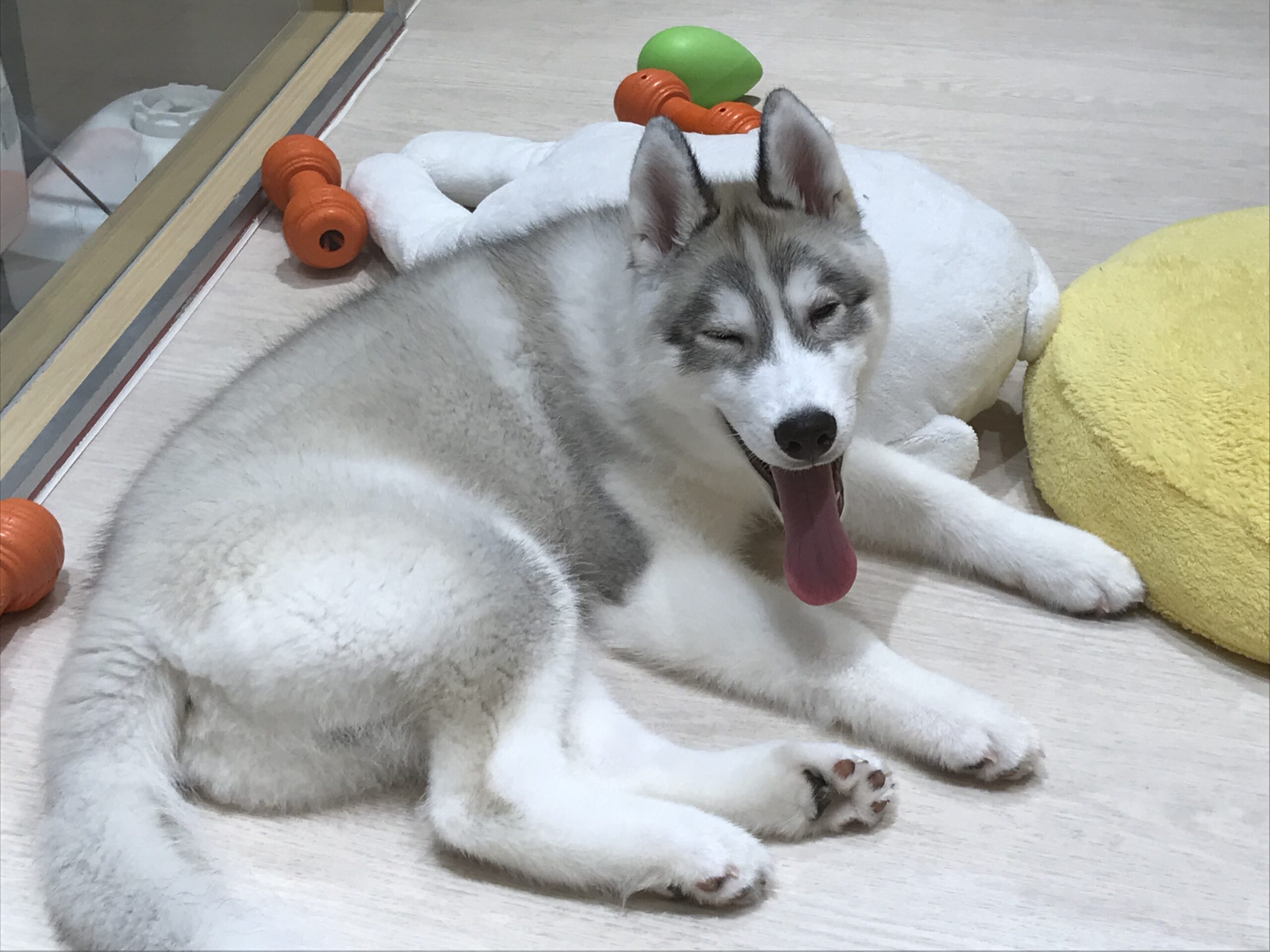 ☆はっちゃんのマイブーム☆