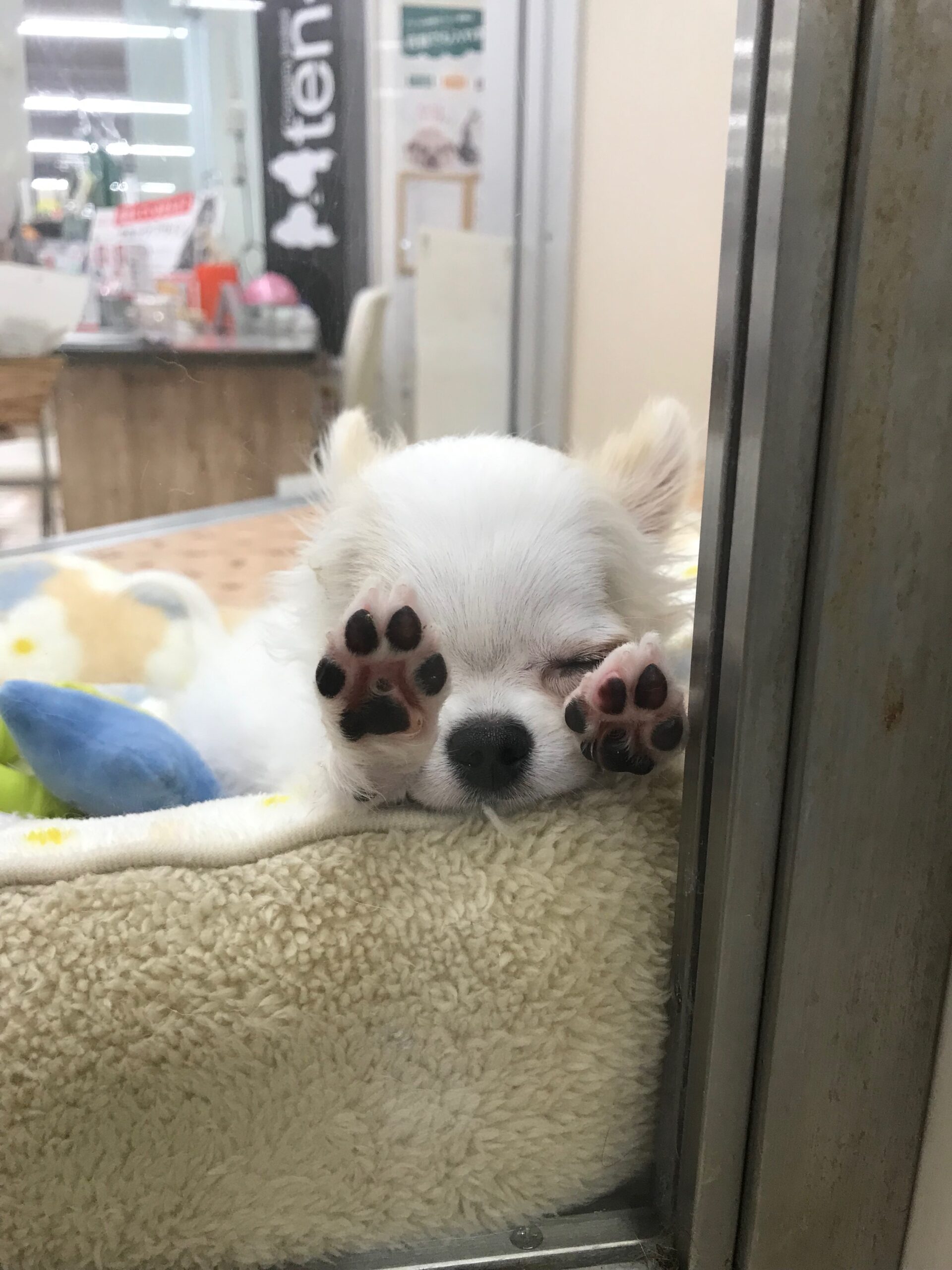 ♡新入りワンコ♡