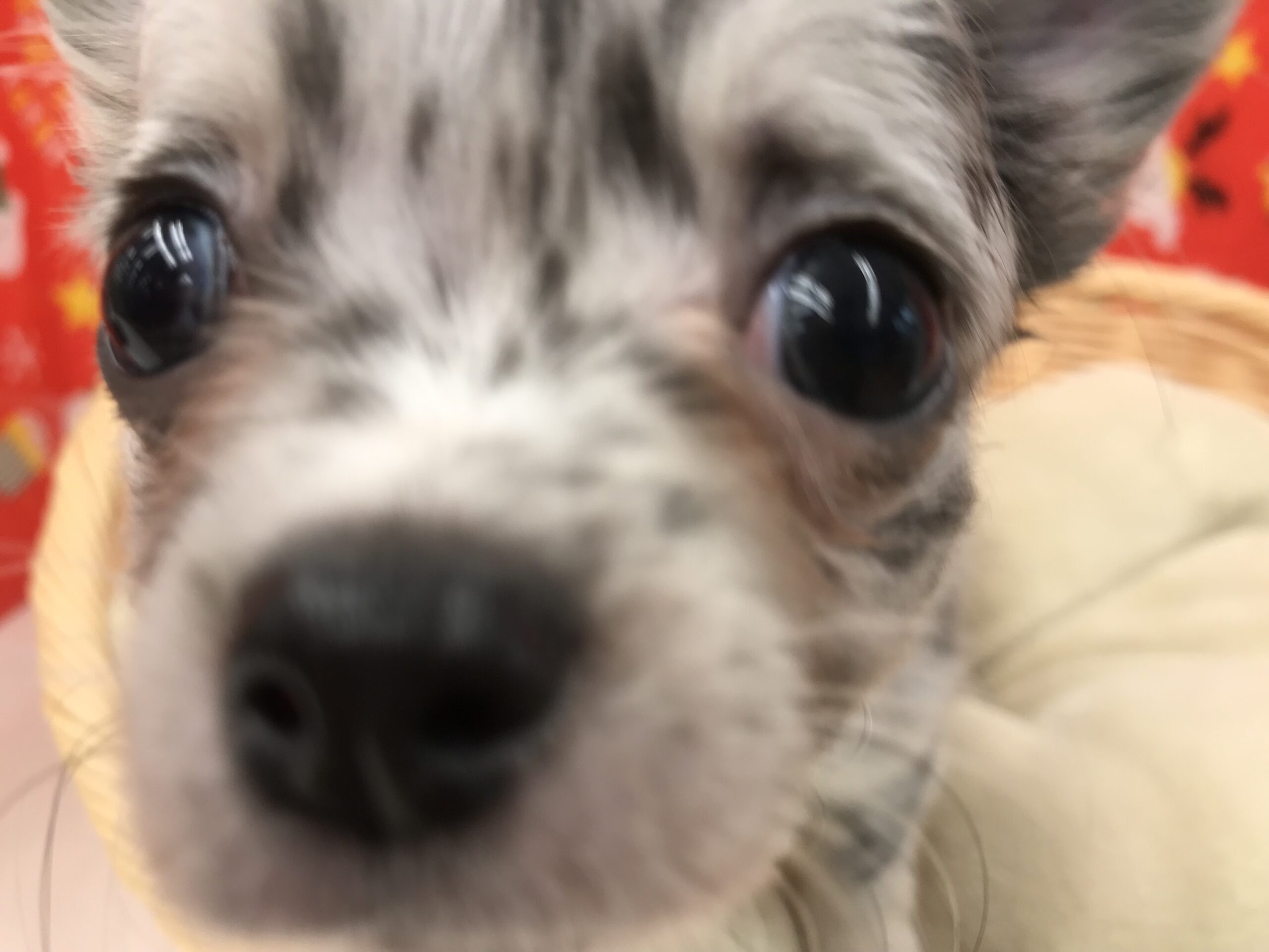 ☆おすすめ犬バトンタッチ☆