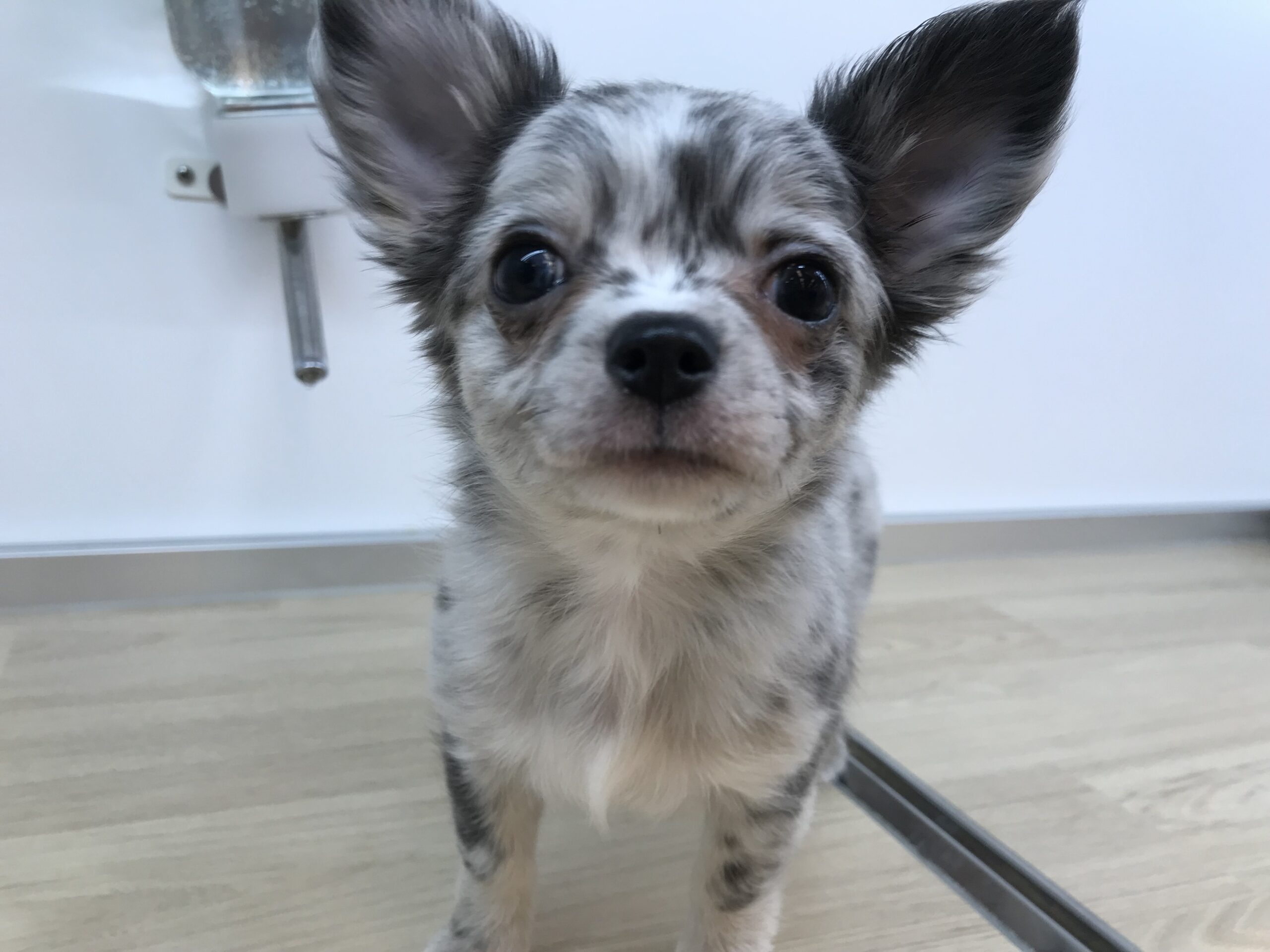 ☆あたちの自慢☆