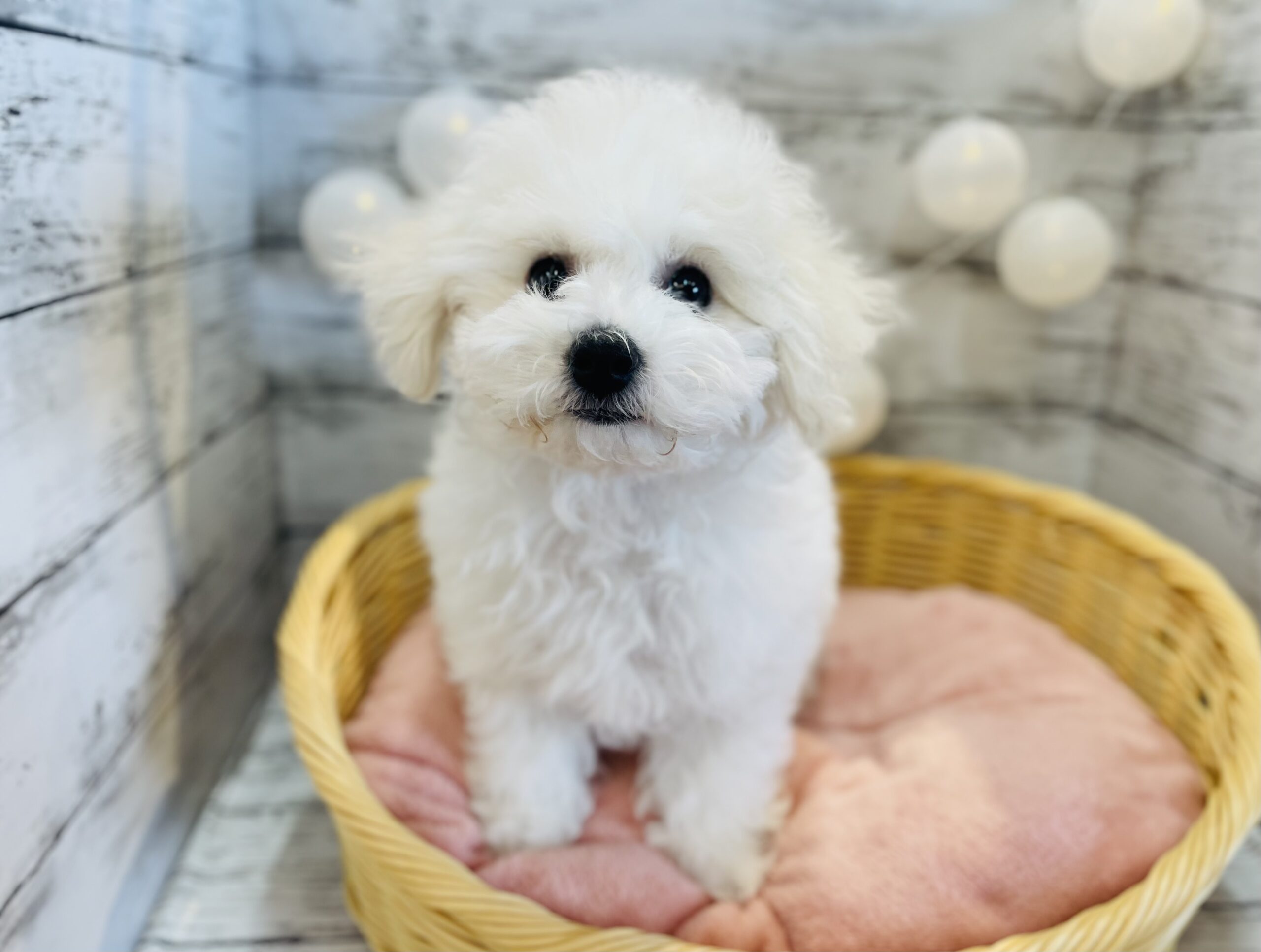 ★バトンタッチ★