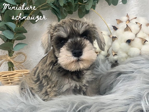 ★NEWおすすめ犬！★