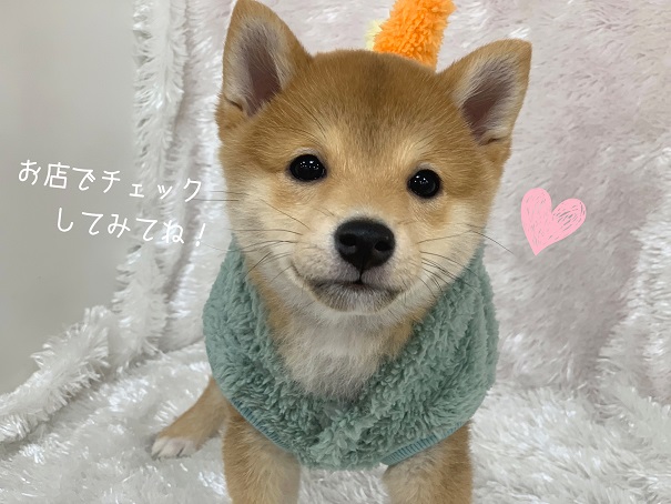 ★モデル犬デビュー！？★