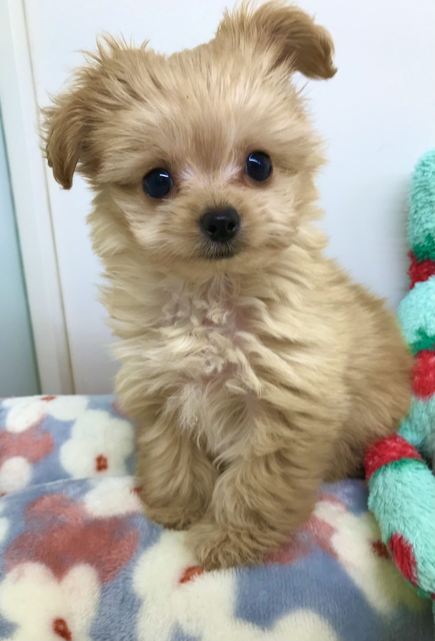 ✨🐶おすすめ犬バトンタッチ🐱✨