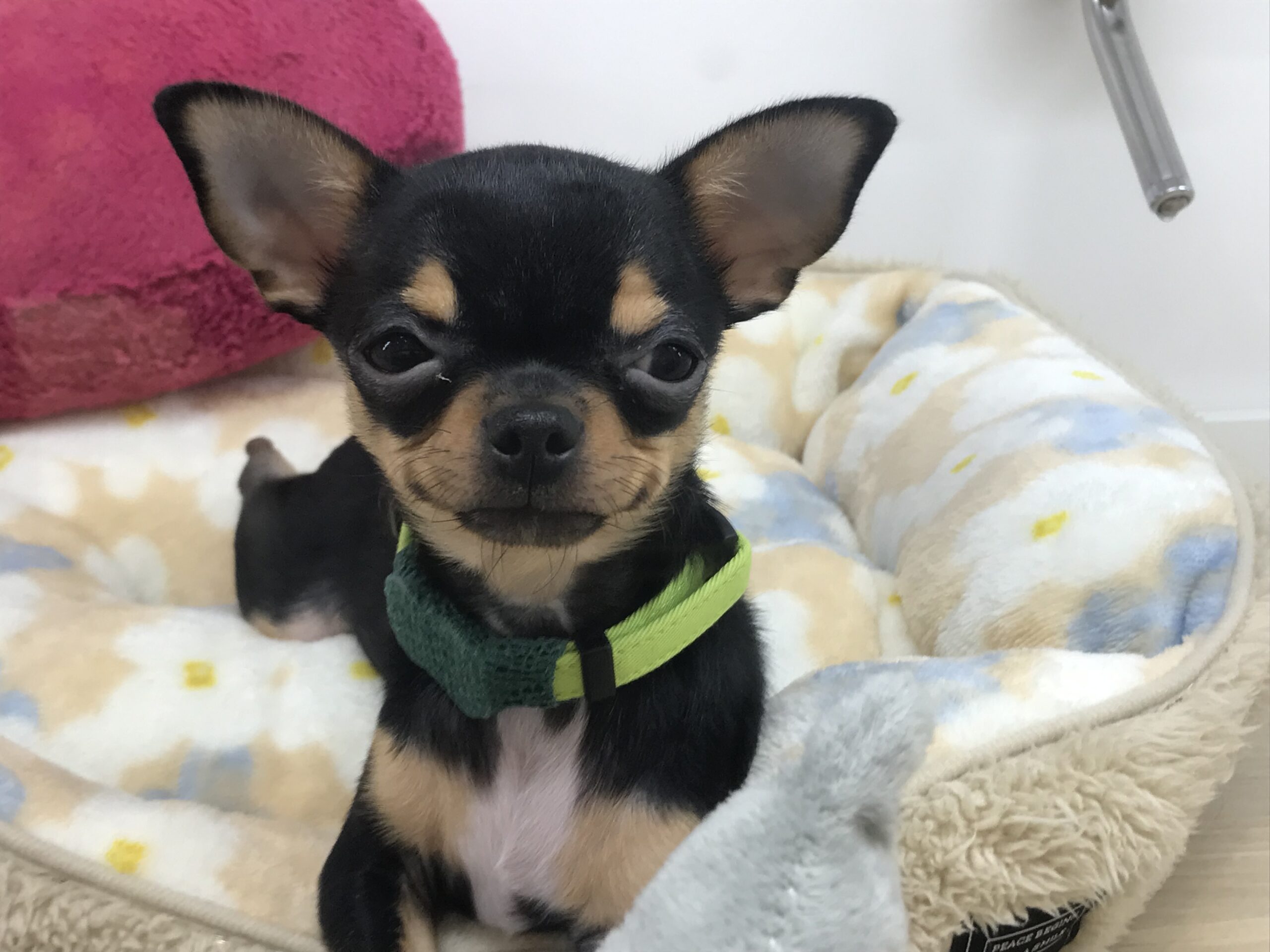 ✨🐶おすすめ犬バトンタッチ🐱✨