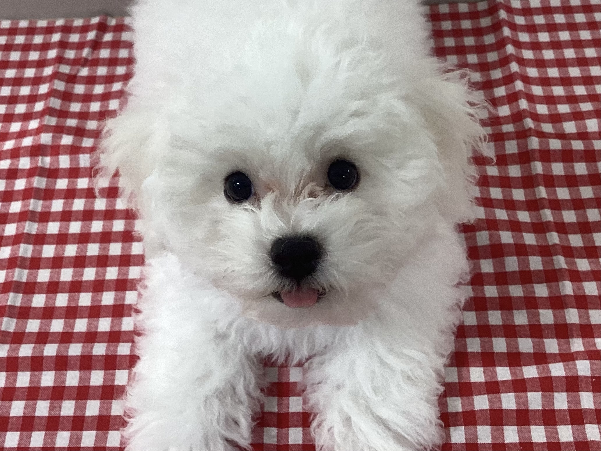 ✨おすすめ犬バトンタッチ✨