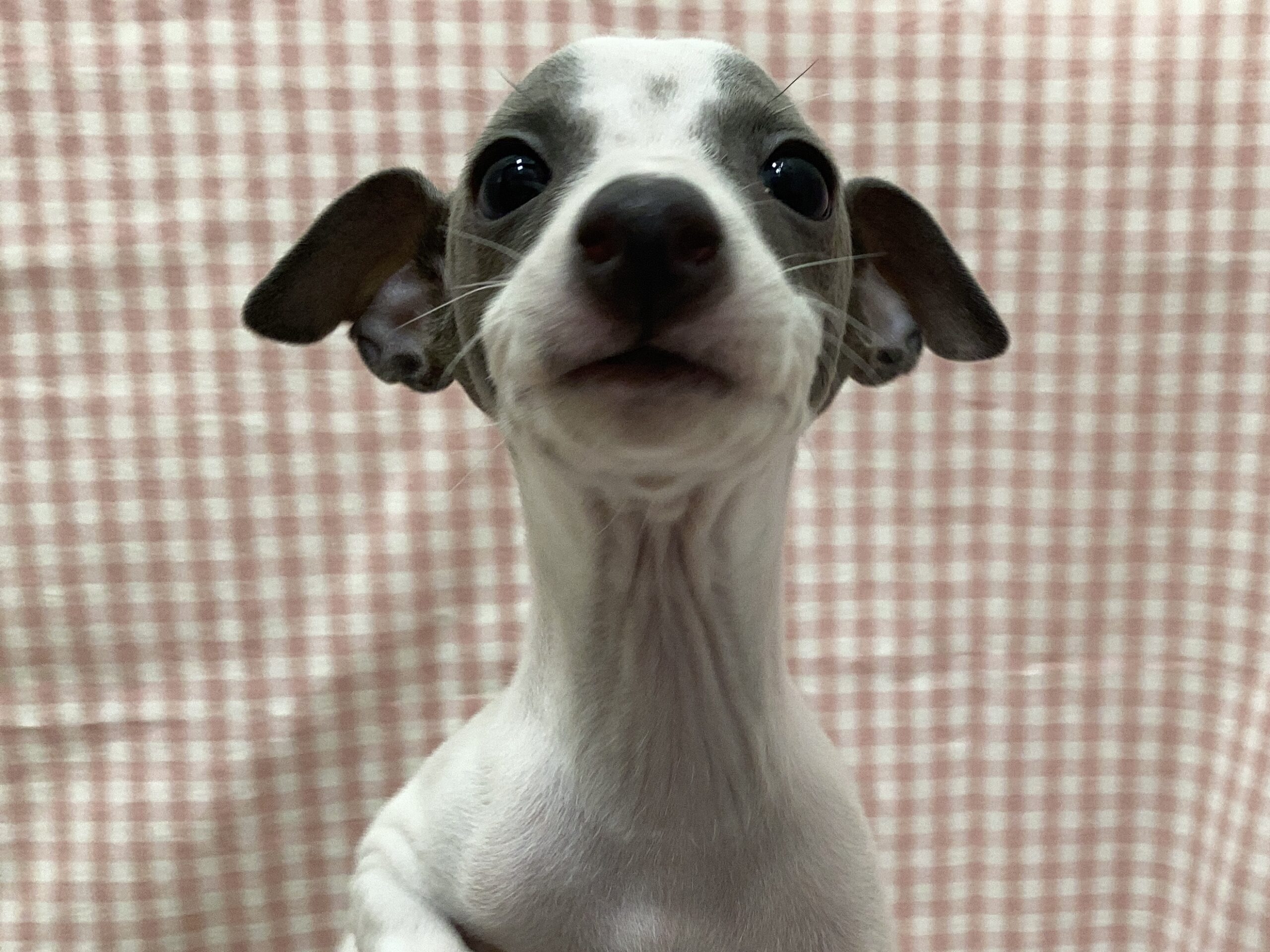 ✨🐶NEW  FACE✨🐱