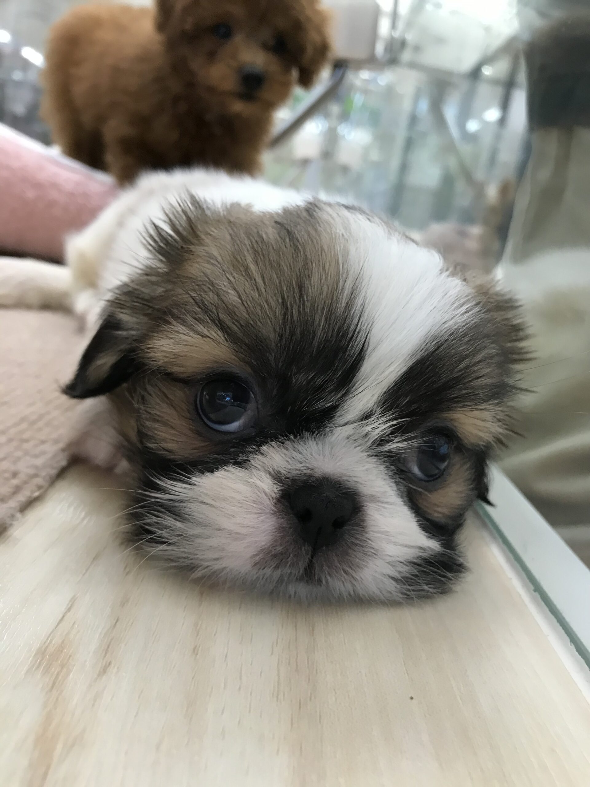 ✨🐶おすすめ犬バトンタッチ🐱✨