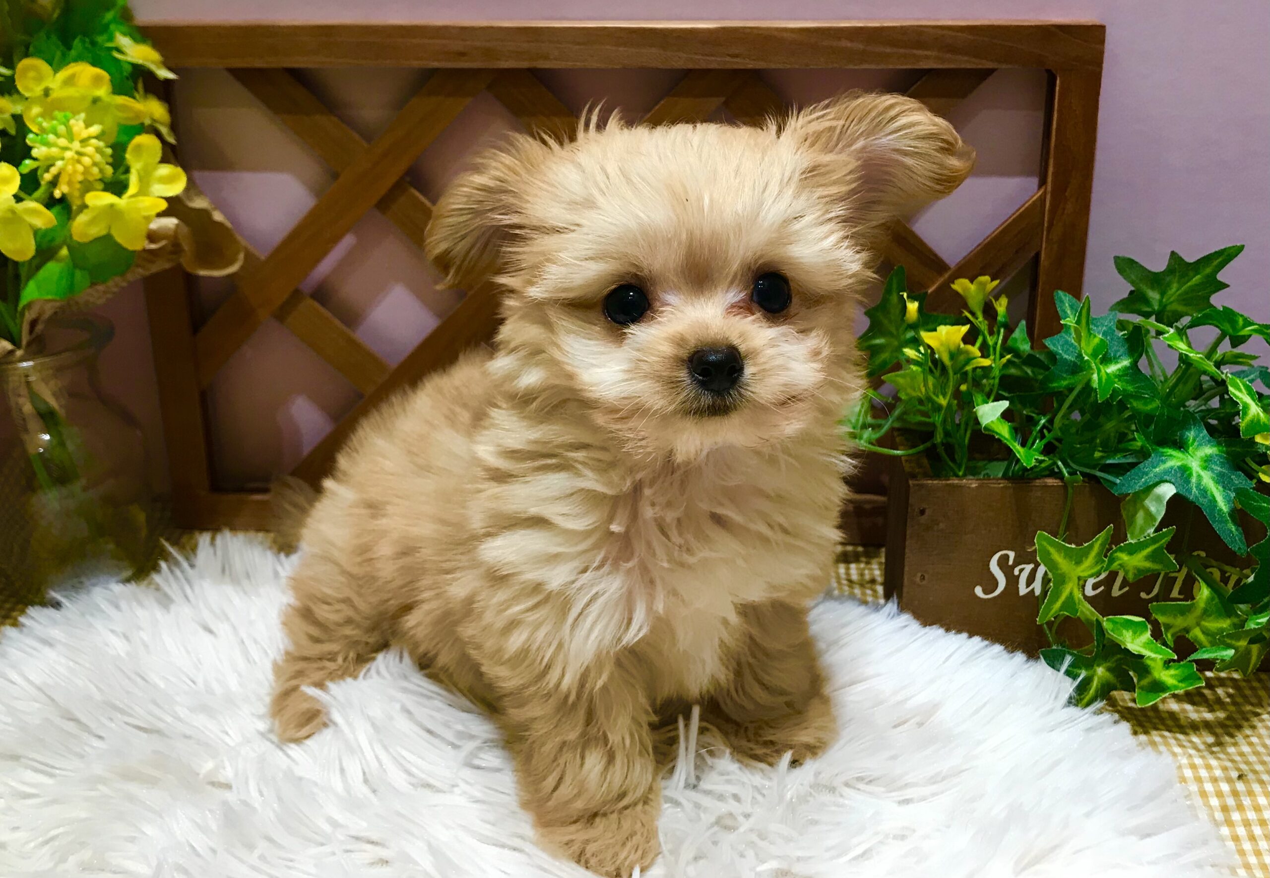 ✨🐶NEWFACE🐱✨