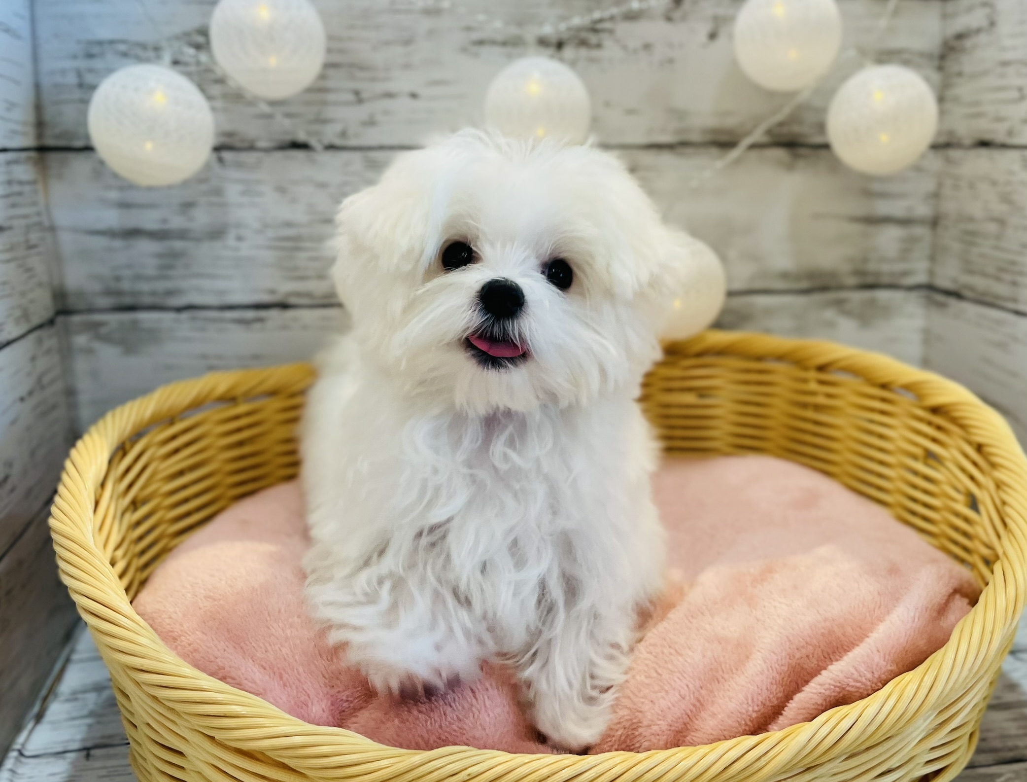 可愛さ更新中！！