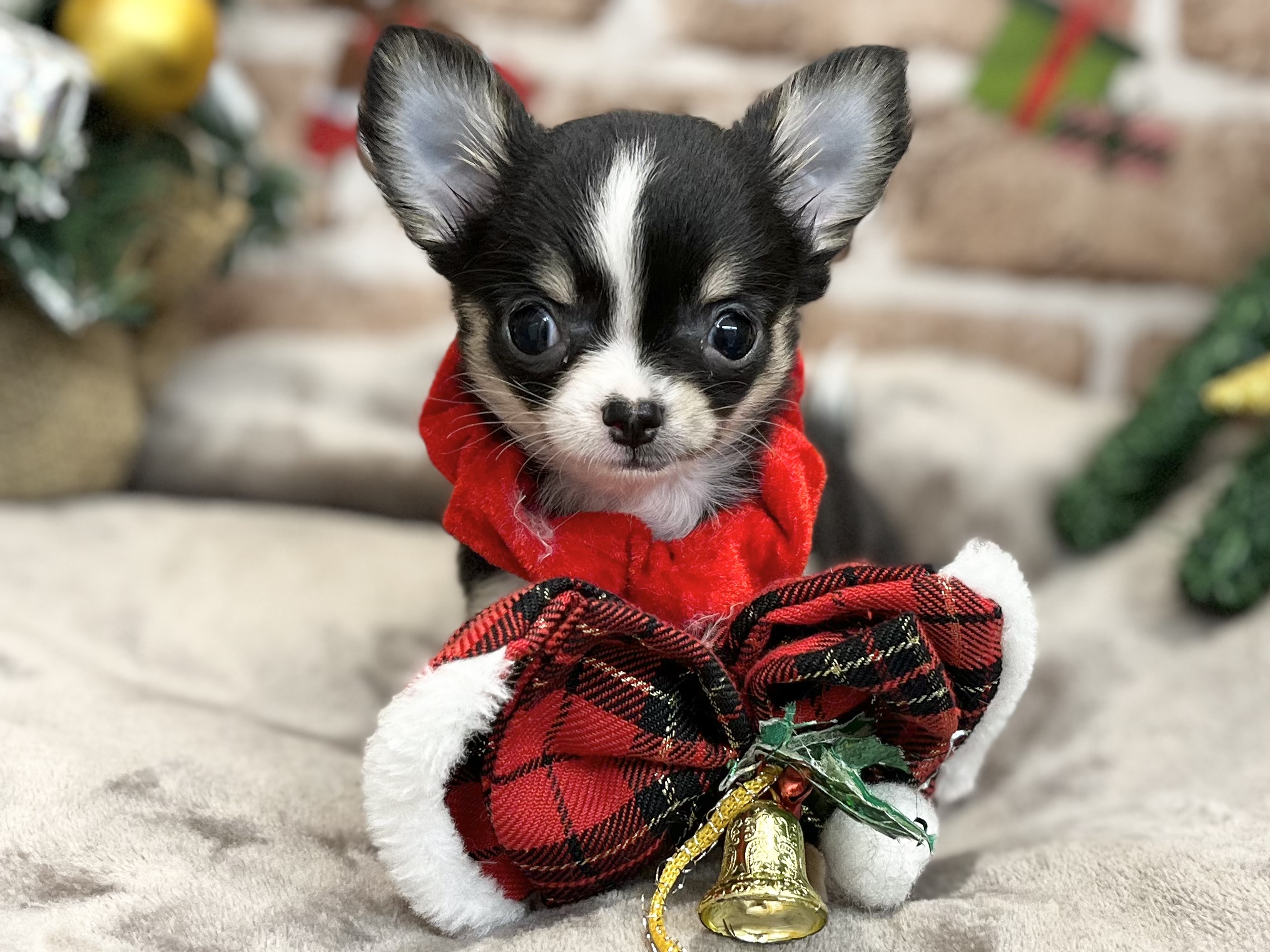 🐾⛄️NEW FACE⛄️🐾