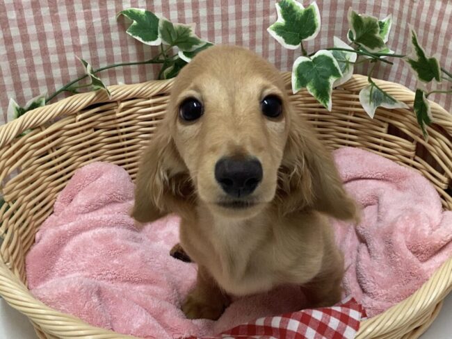 🐶🙌NEWおすすめ犬のご紹介🙌🐶