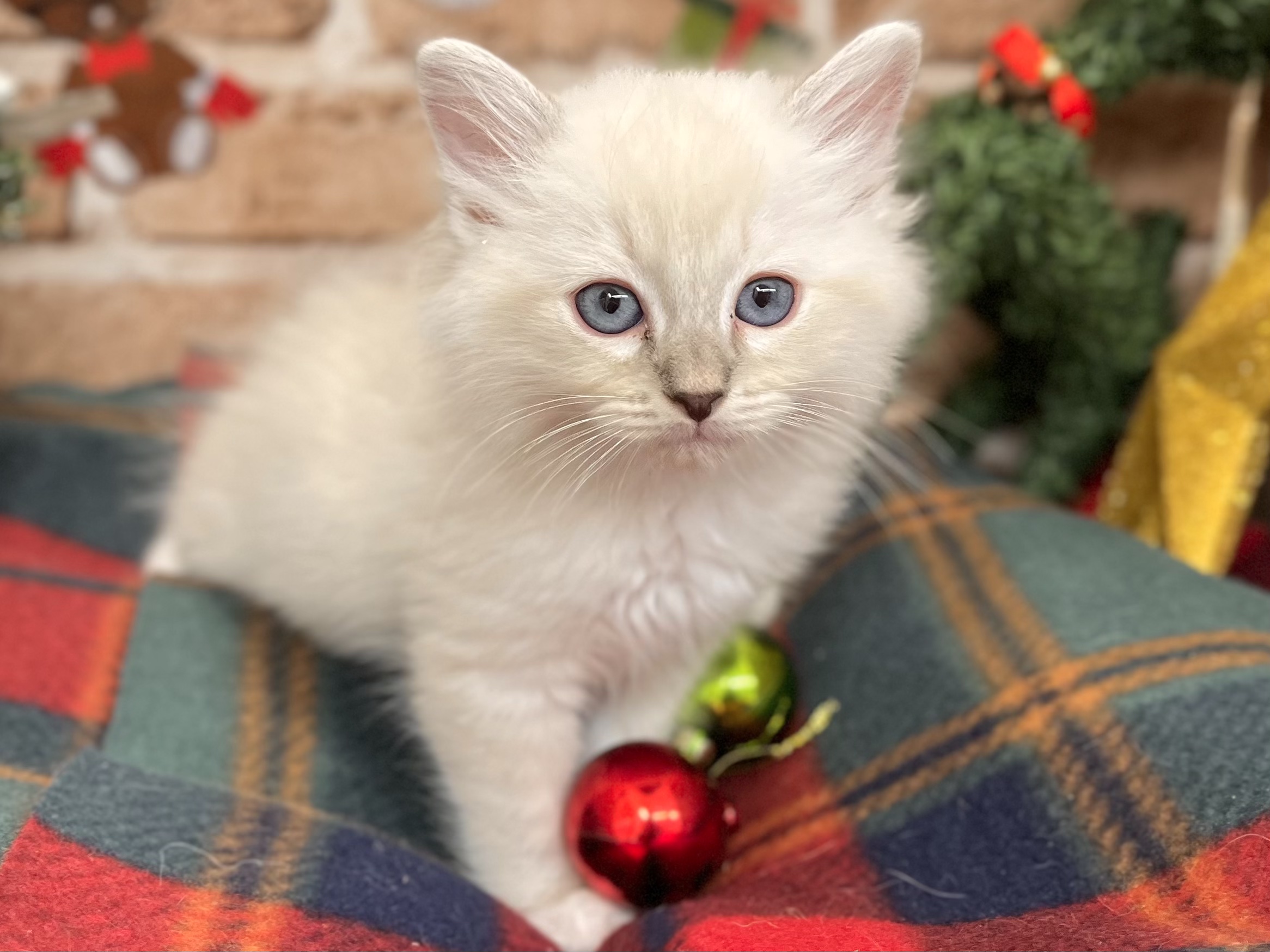 ⛄️🐾NEW FACE🐾⛄️