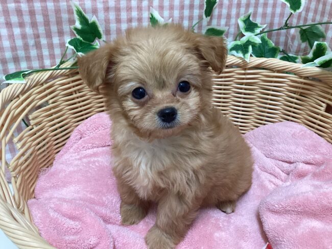 ✨🐶NEW FACE🐱✨