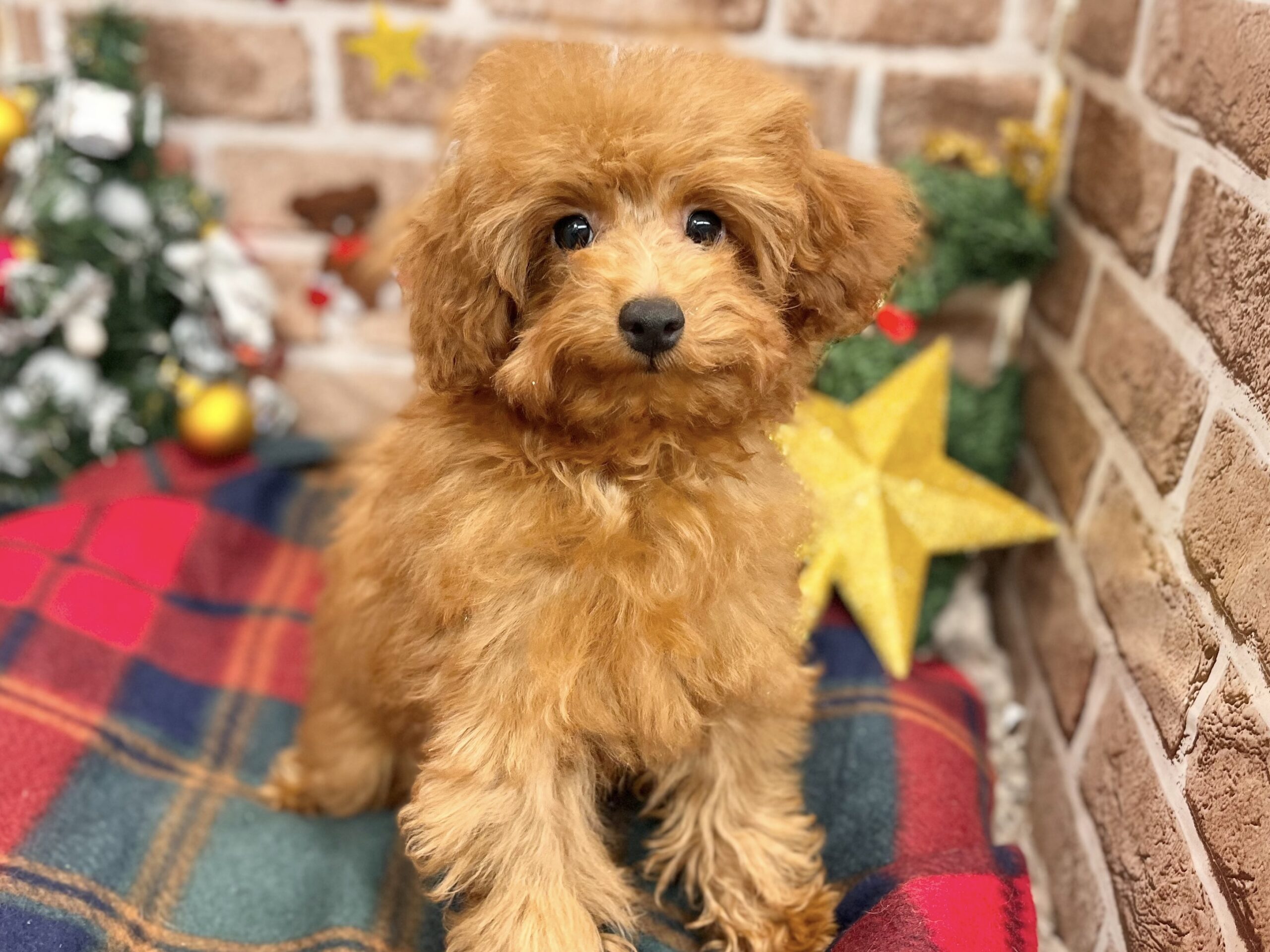 お引っ越ししてきました😆