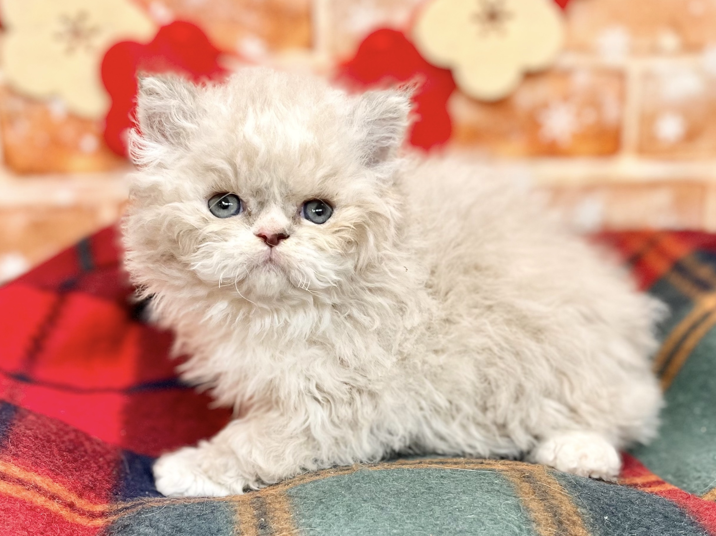 ⛄️NEW FACE⛄️