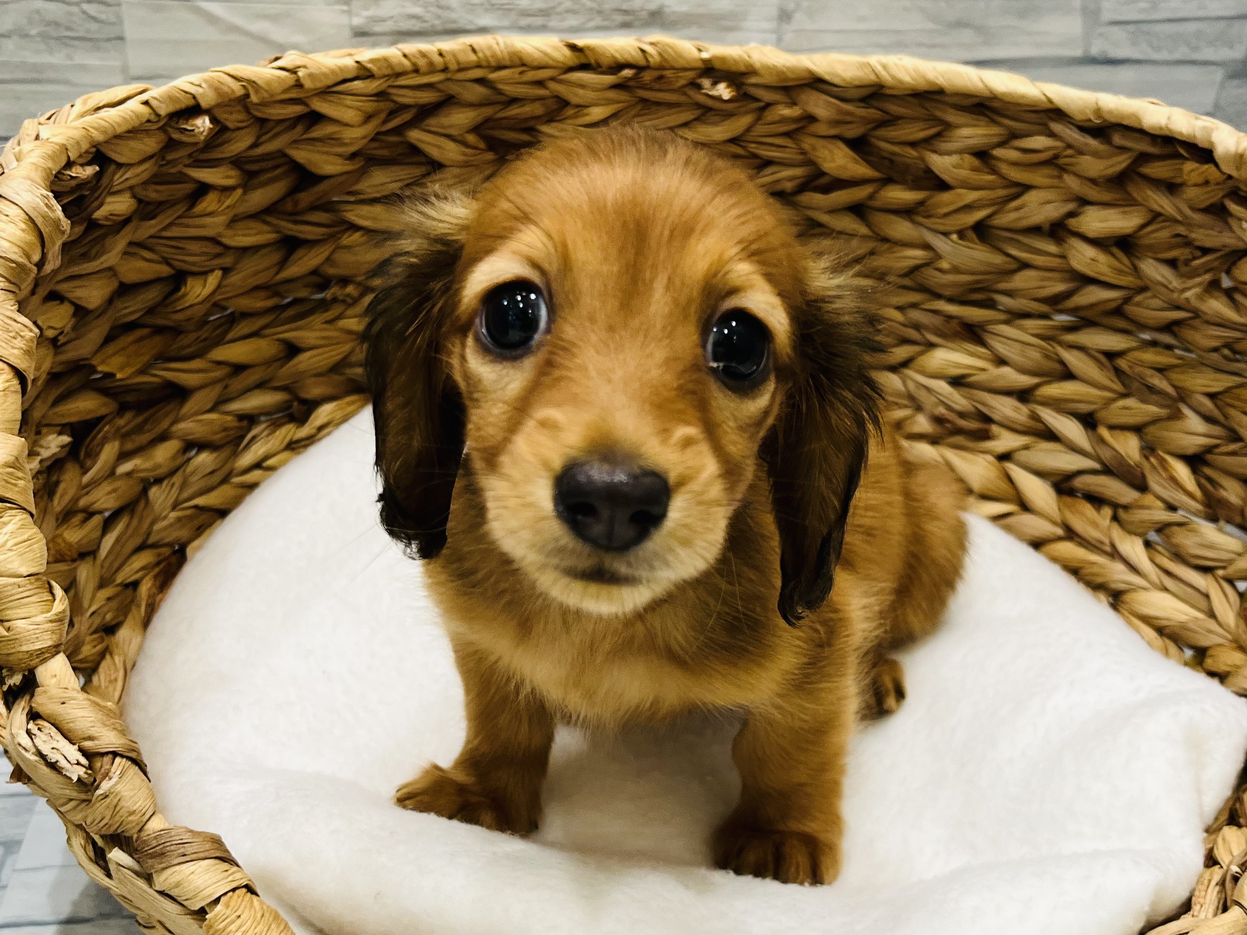 新しくアリオ店の仲間入り❕