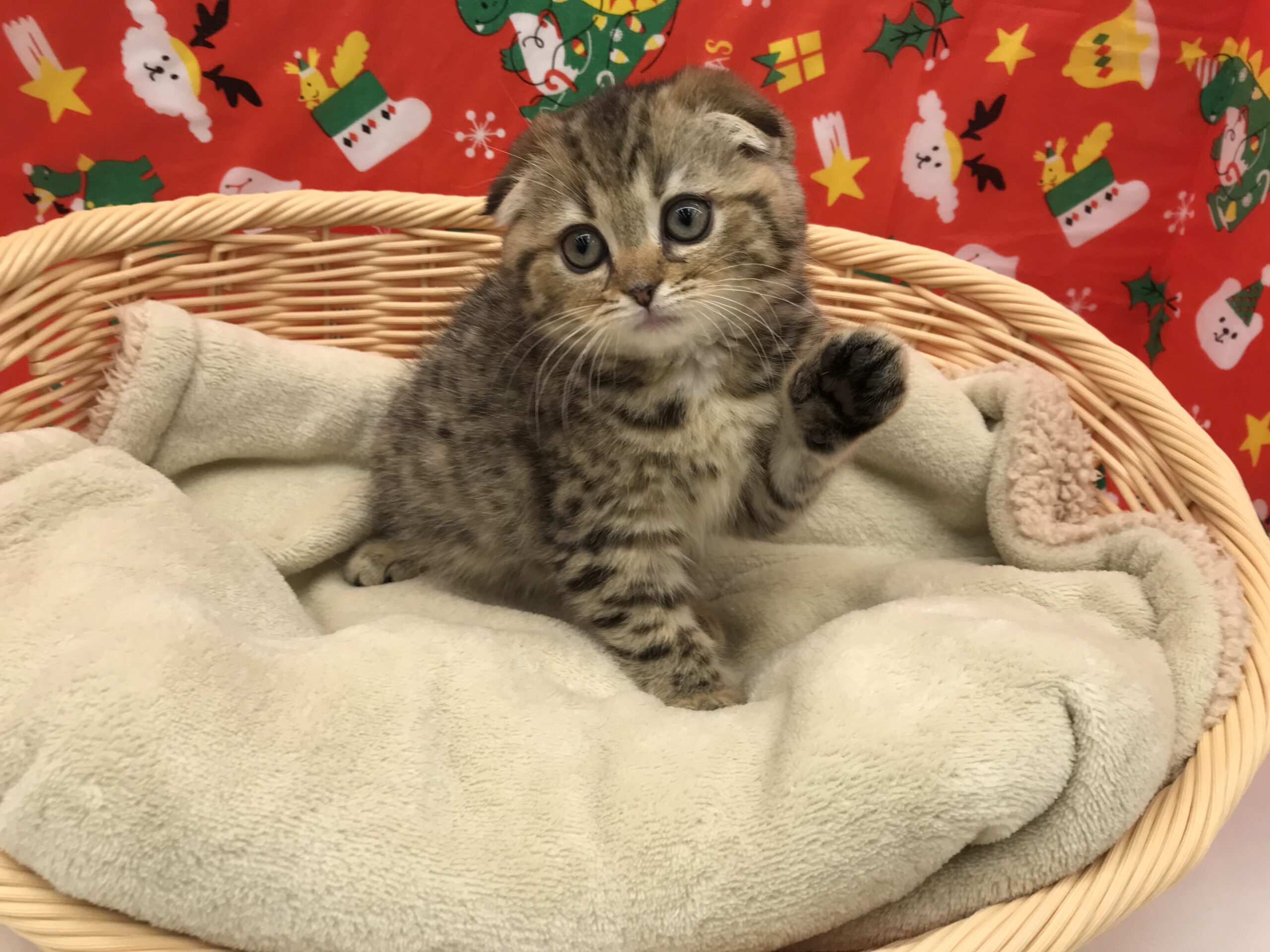 ☆にゃんにゃんズ☆