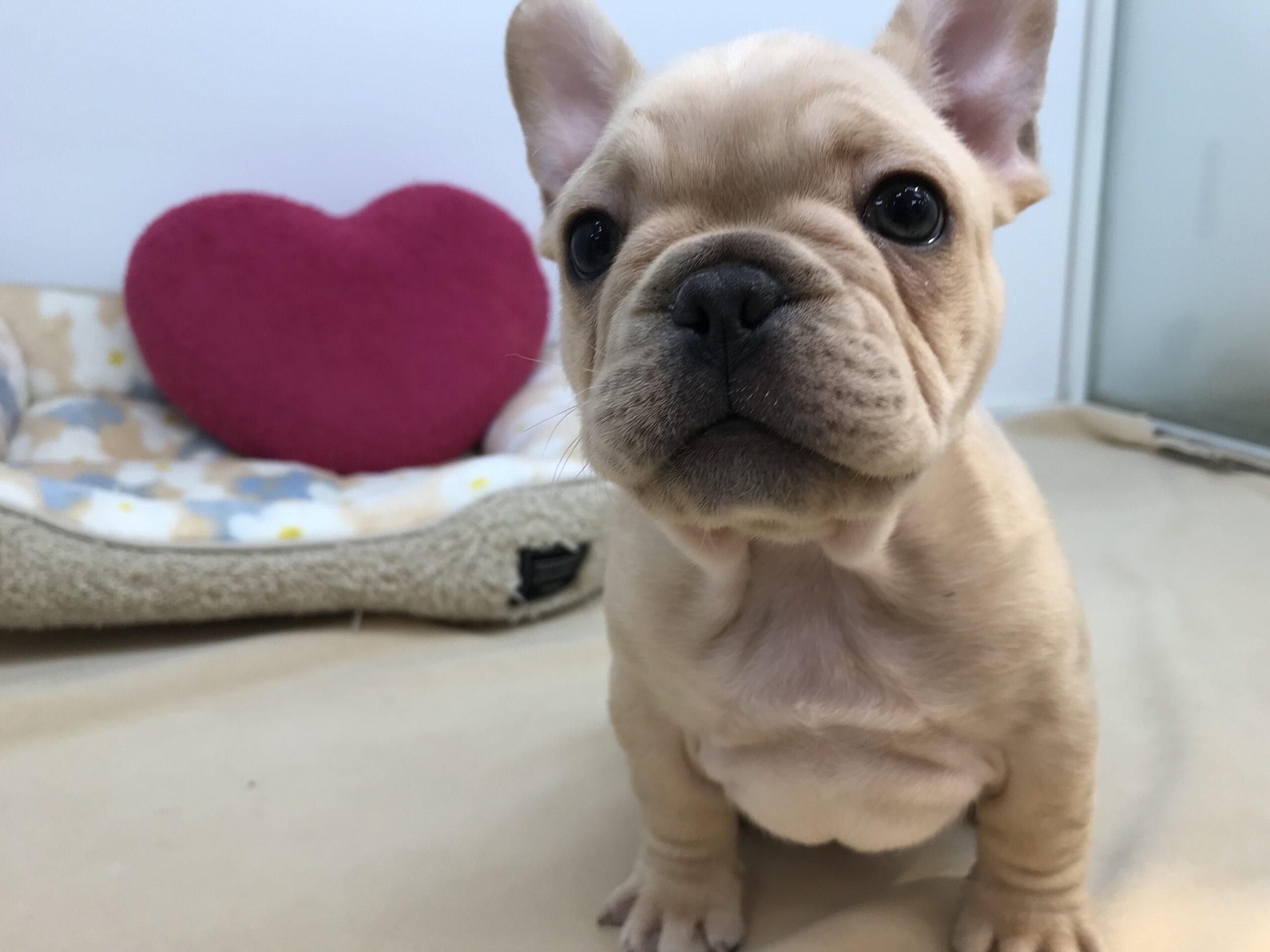 福住店仲間入り♡♡