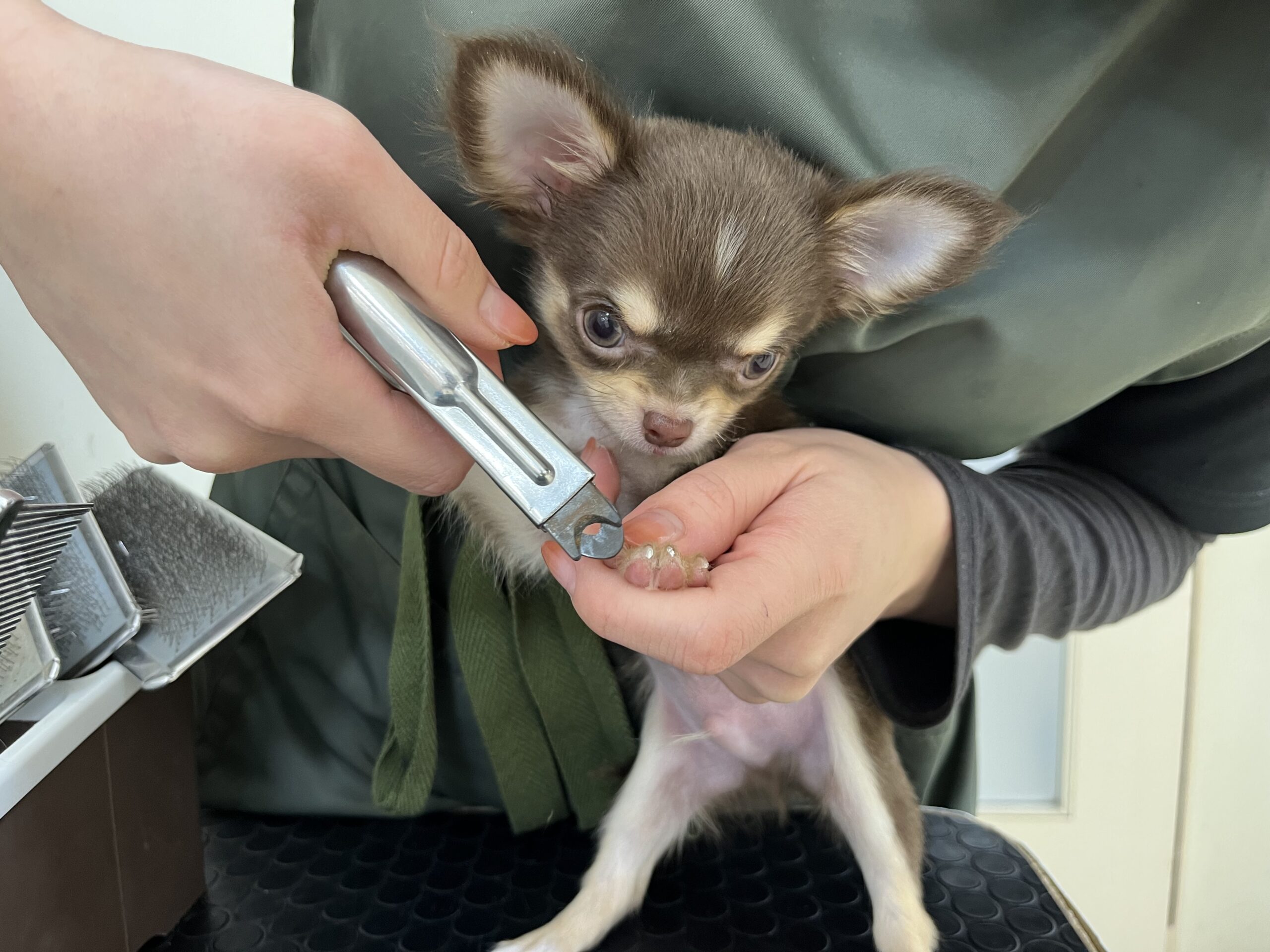 お手入れしてもらったよ✨