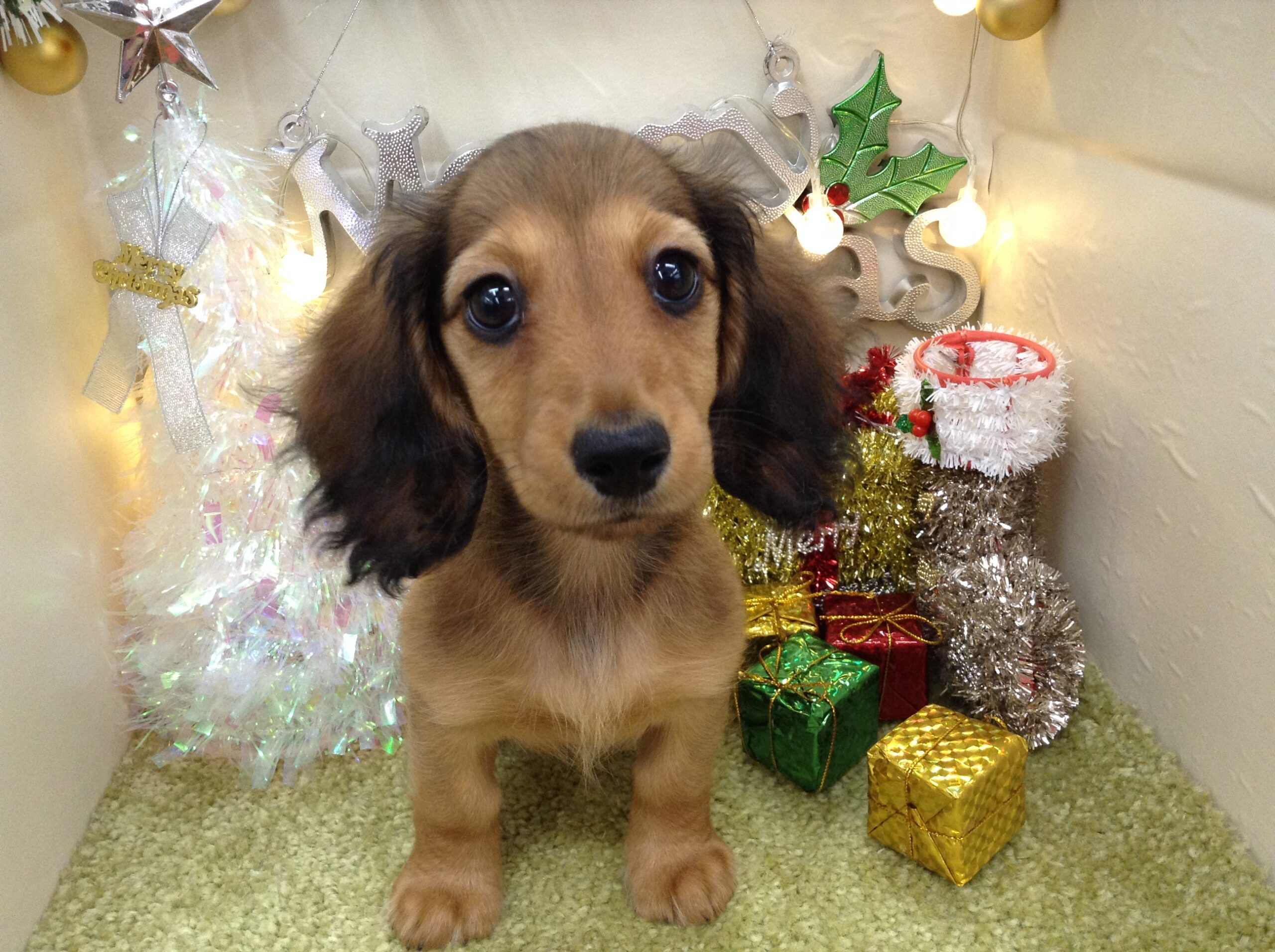 新おすすめワンコが決定❕❕