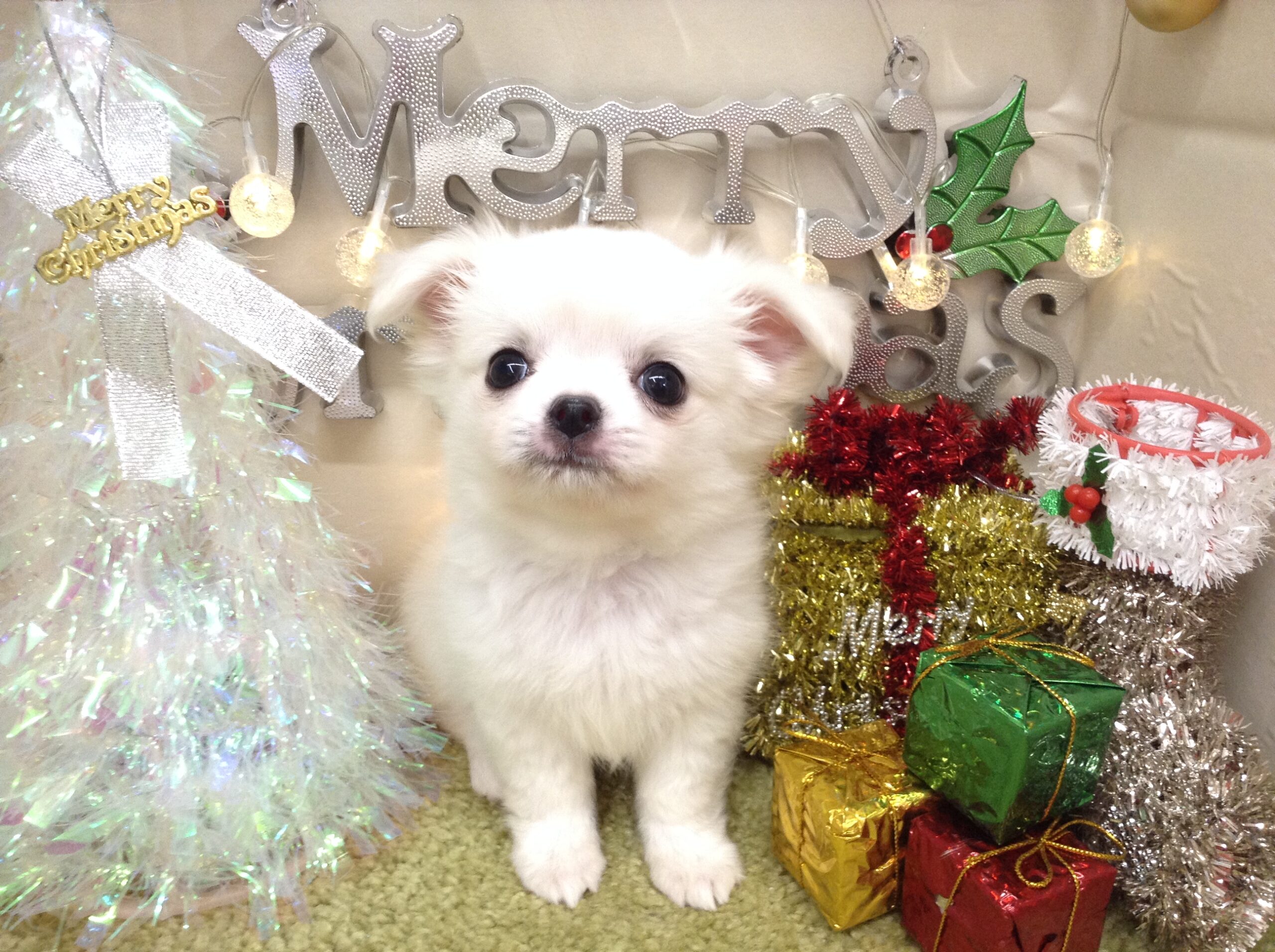 とっても可愛いちーくん💗