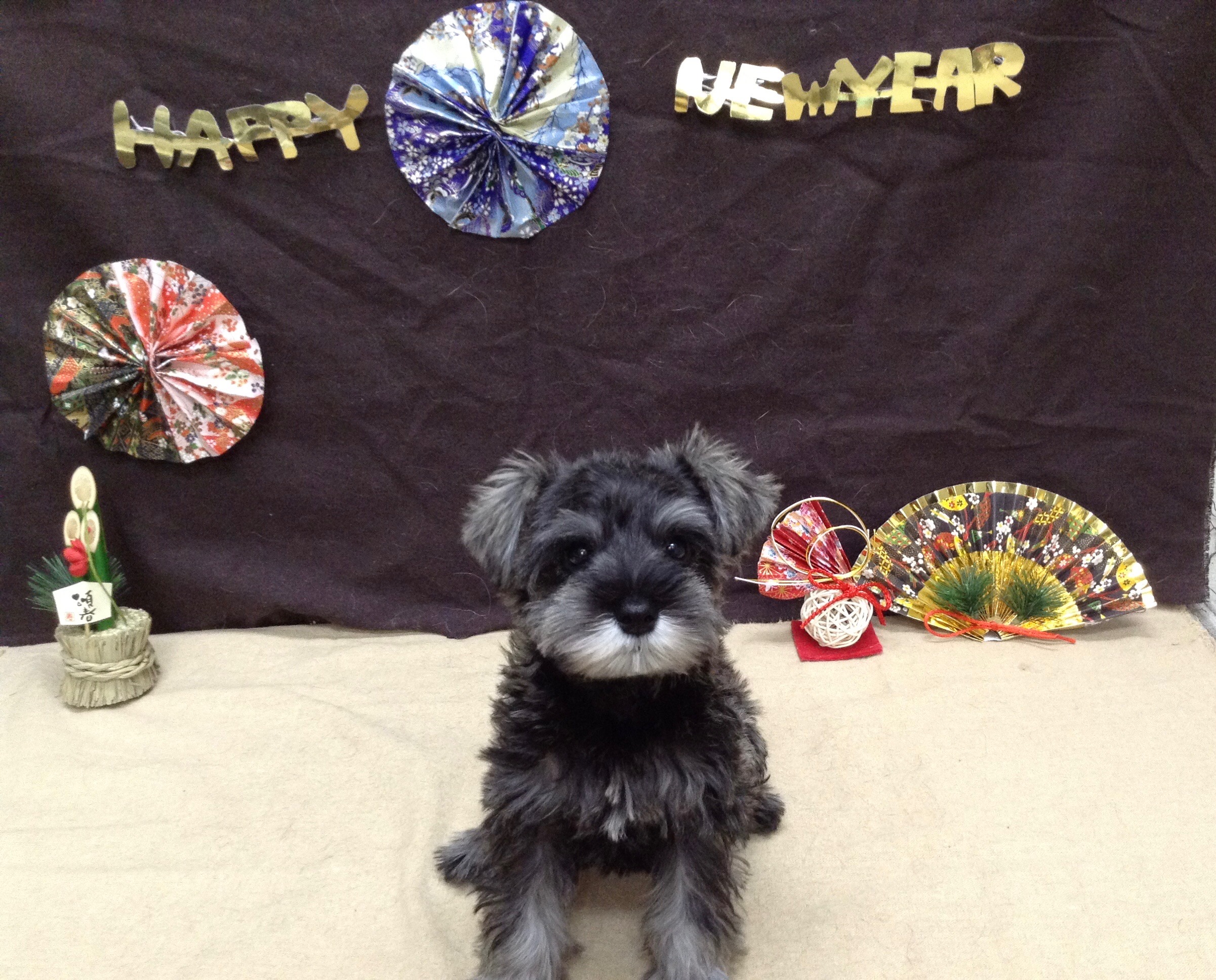 今年も残り数時間✨ありがとうございました(^▽^)/